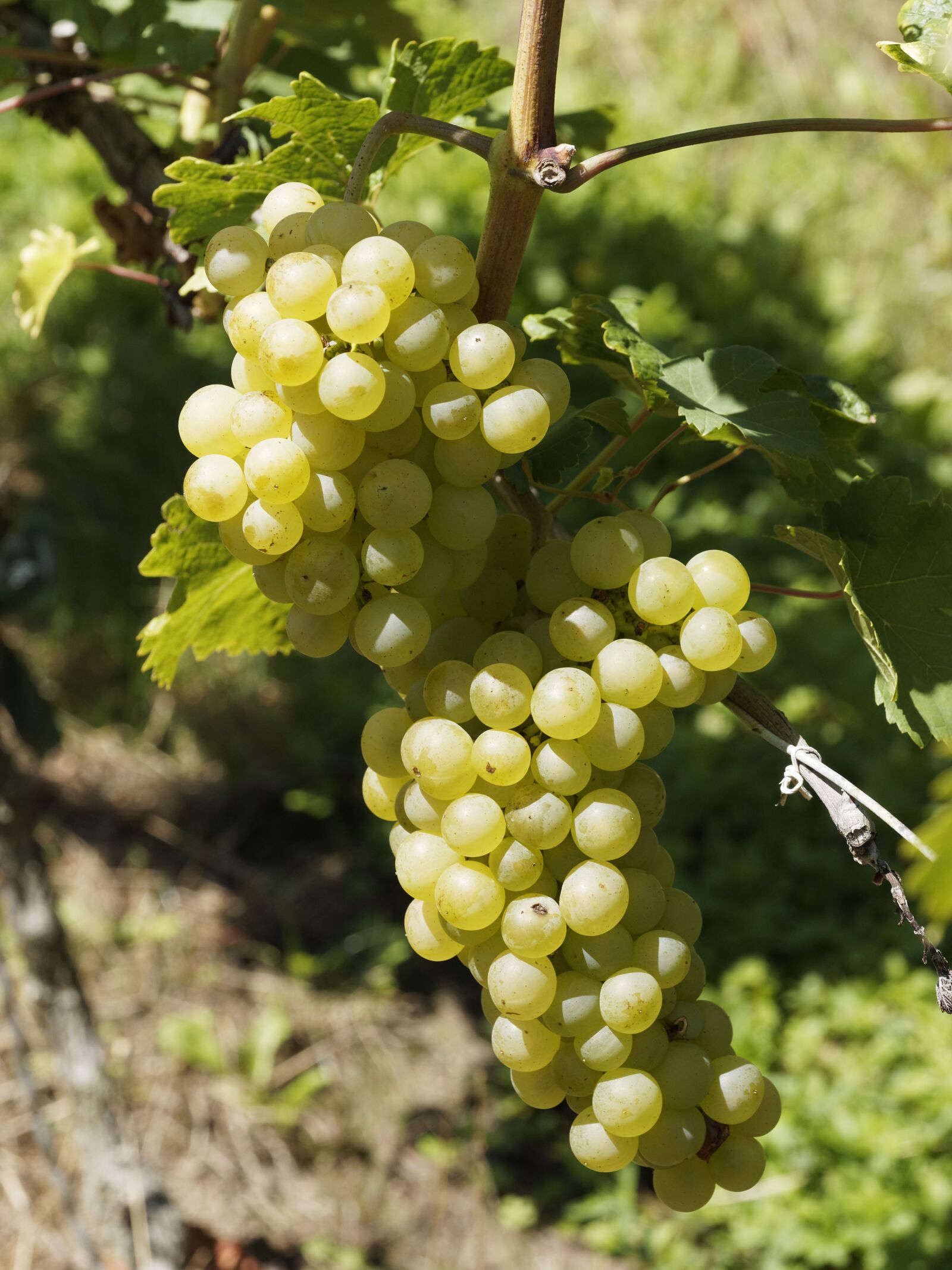Olympus M.Zuiko Digital ED 60mm F2.8 Macro sample photo. Vines, vineyards, grapes photography