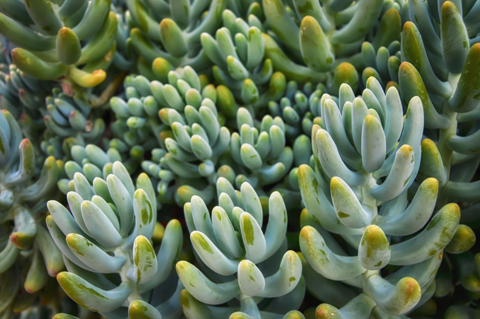 Nikon D3200 sample photo. Succulent, desert, plant photography