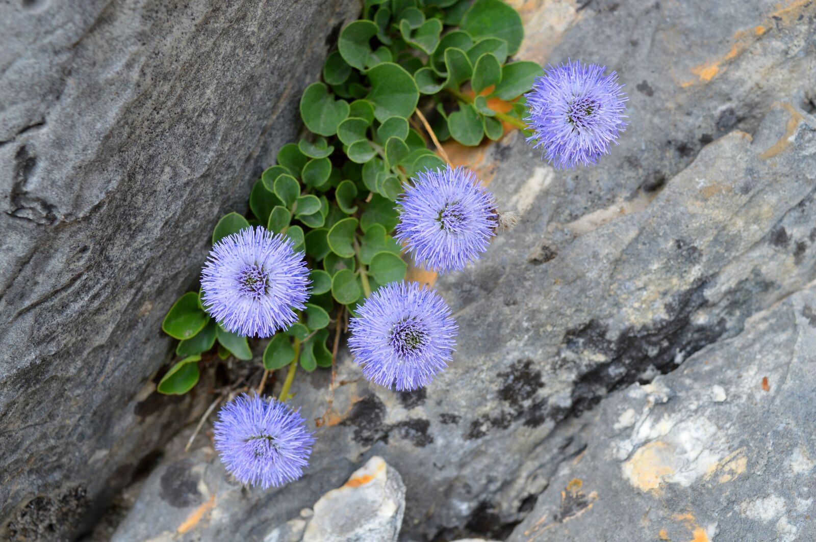 Nikon D3200 sample photo. Flowers, mountain, alps photography