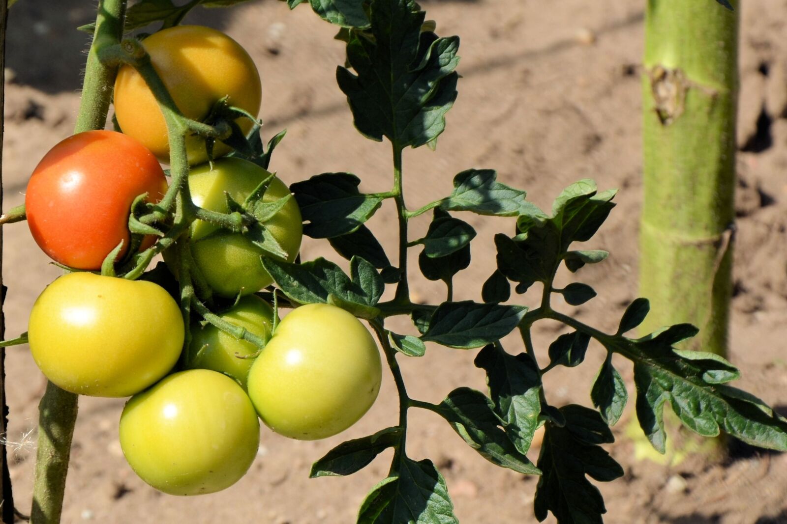 Nikon D5100 sample photo. Tomatoes, tomato shrub, nachtschattengew photography