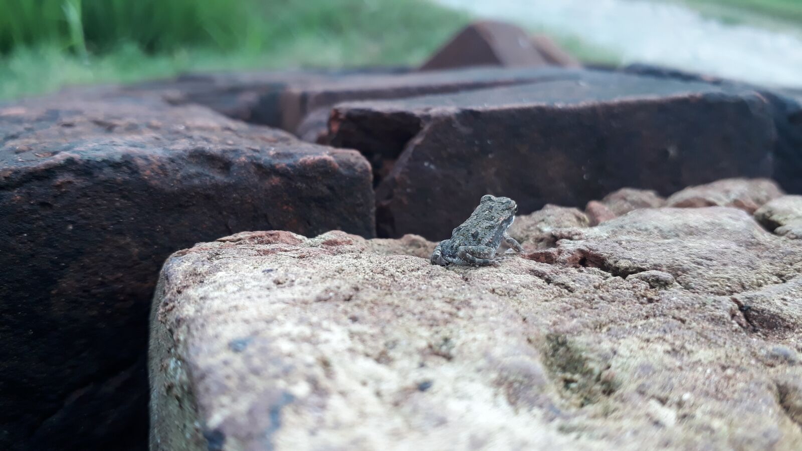 Samsung Galaxy J5 Prime sample photo. Frog, little frog, animal photography