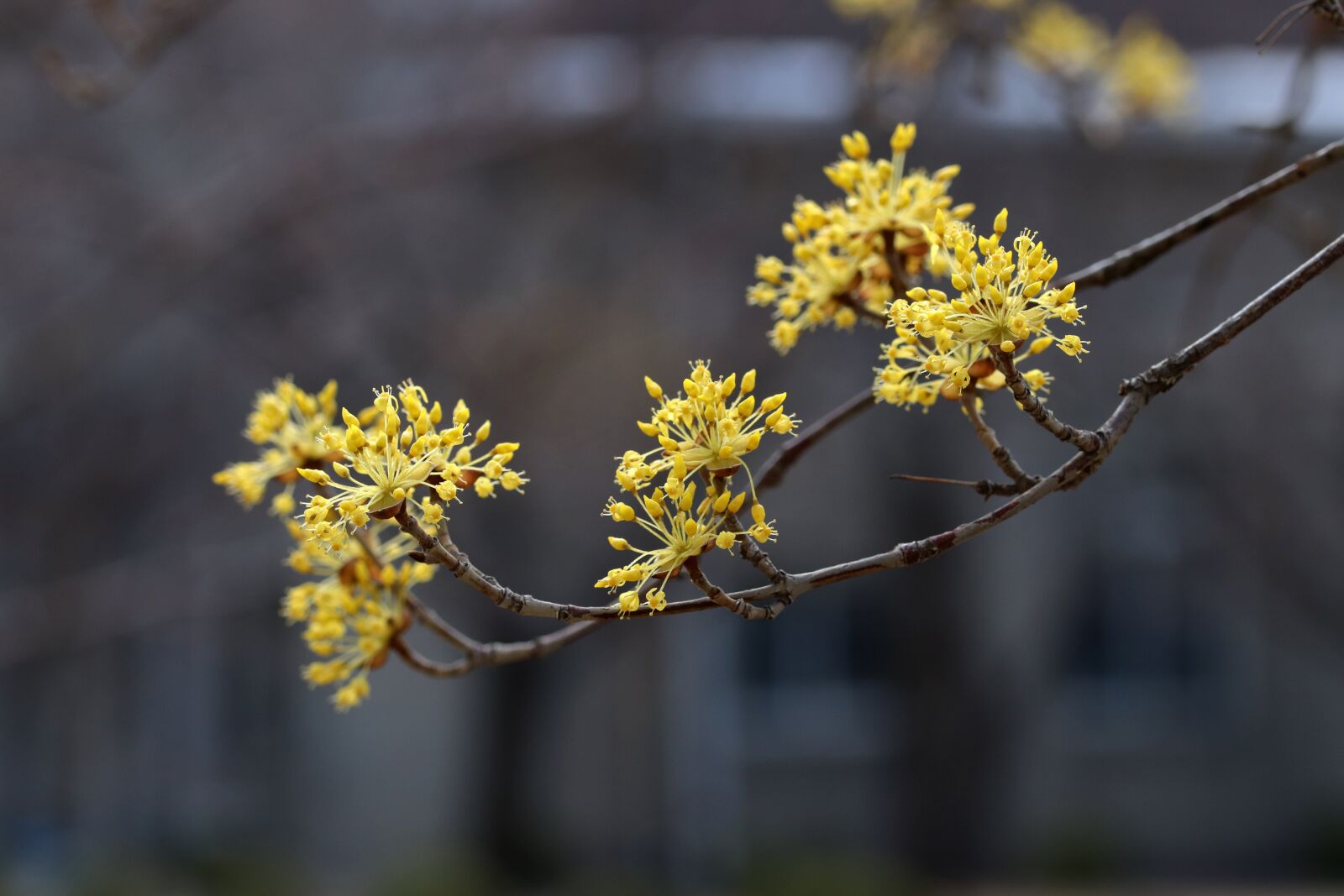 Canon EOS 800D (EOS Rebel T7i / EOS Kiss X9i) sample photo. Spring, spring flowers, nature photography