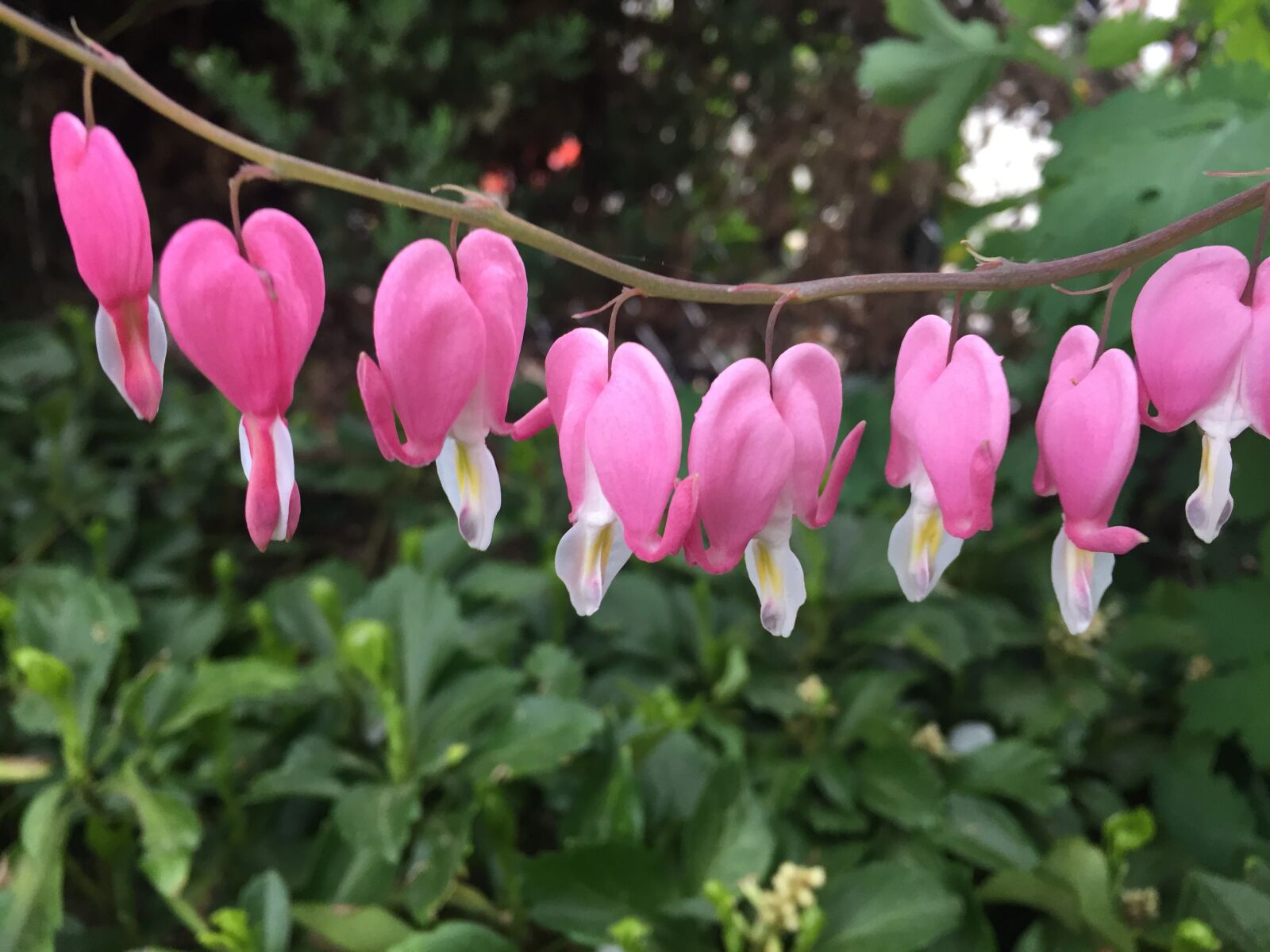 iPhone 6 back camera 4.15mm f/2.2 sample photo. Flower, bloom, spring photography