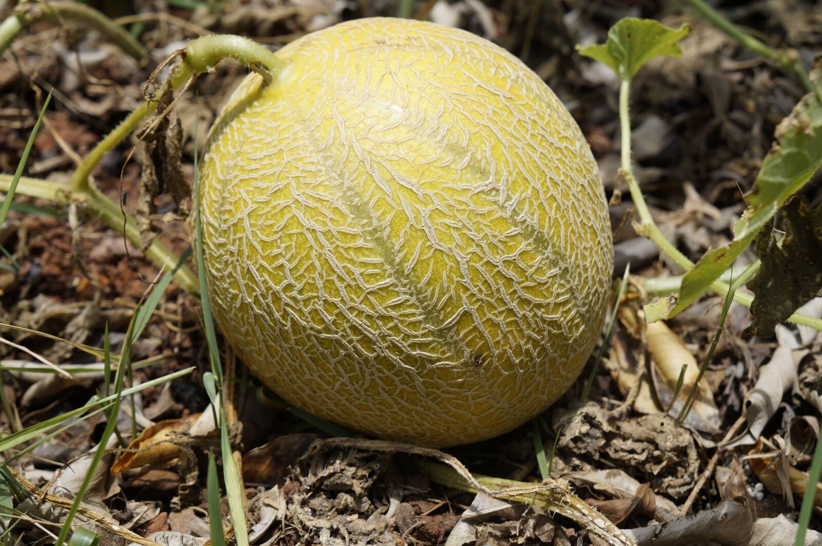 Sony Alpha NEX-F3 + Sony E 18-55mm F3.5-5.6 OSS sample photo. Melon, fruit, meloon photography