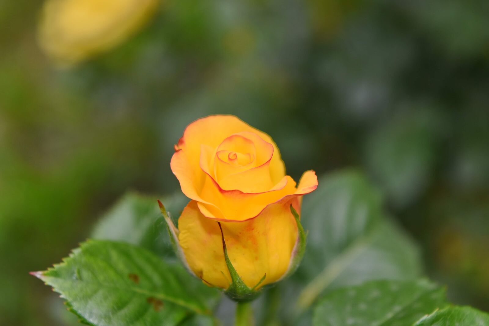 Nikon D5500 sample photo. Yellow, beautiful, beautiful flowers photography