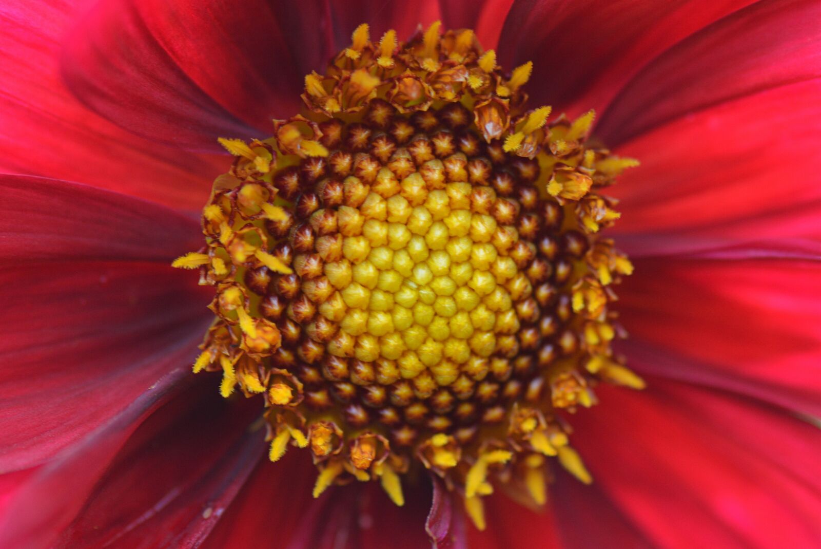 Nikon D5200 sample photo. Flower, nature, dahlia photography