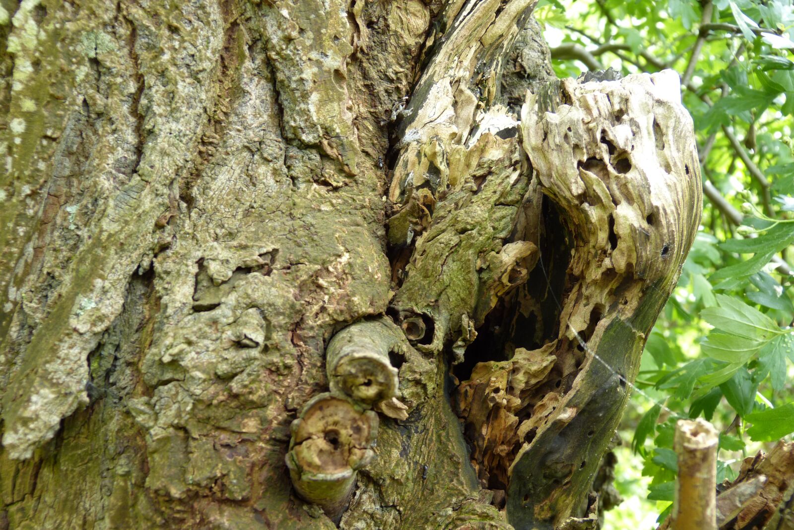 Panasonic Lumix DMC-FZ150 sample photo. Tree, bark, nature photography