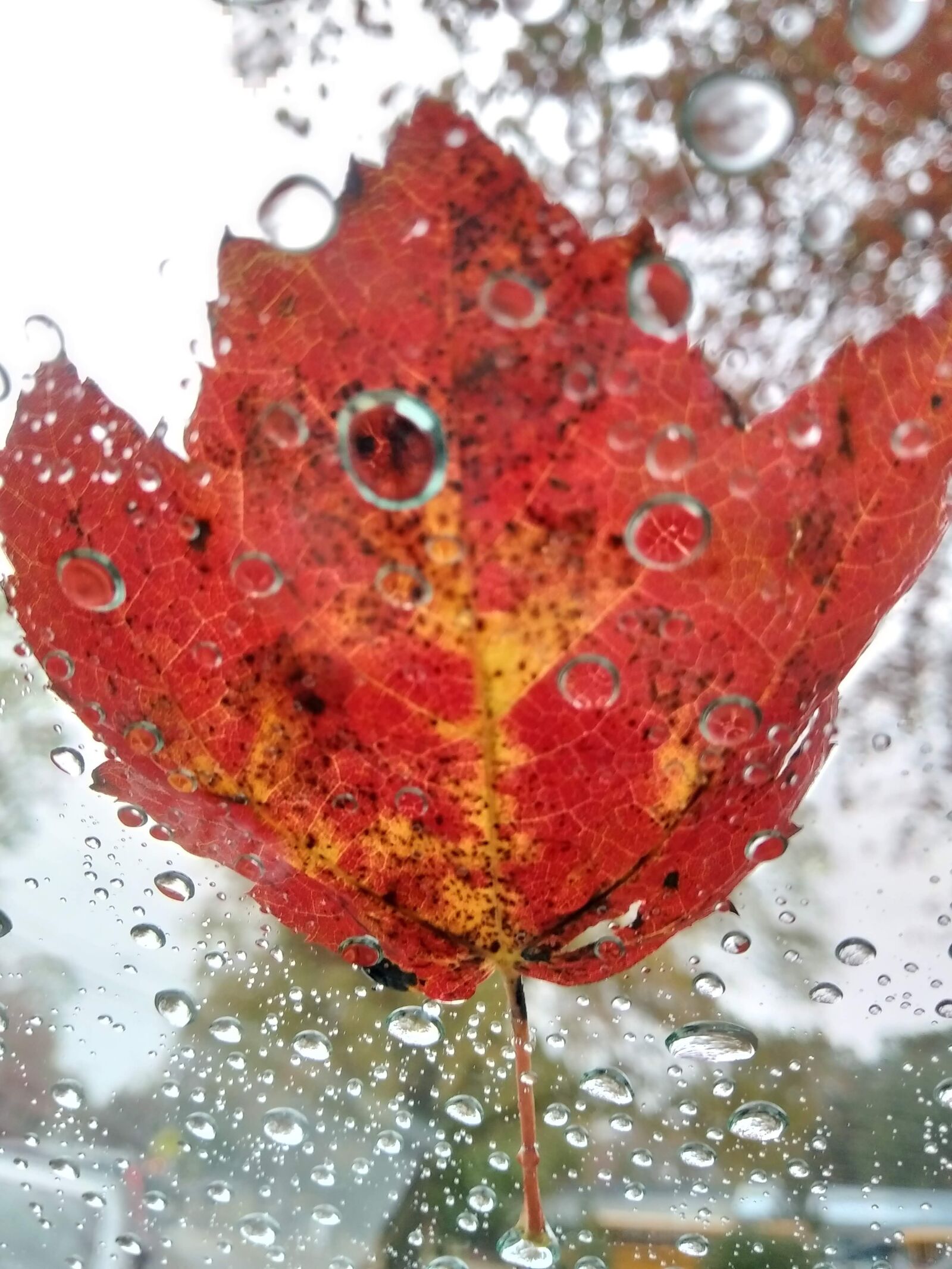 Xiaomi Redmi 7 sample photo. Nature, autumn, leaves photography