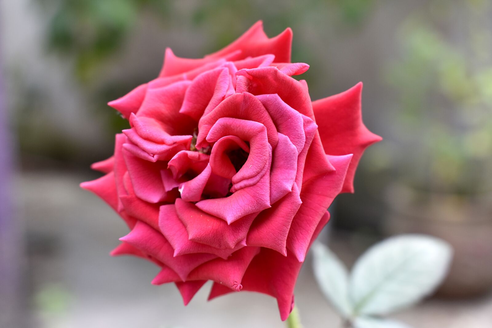 Nikon D3400 sample photo. Rosa, flower, nature photography
