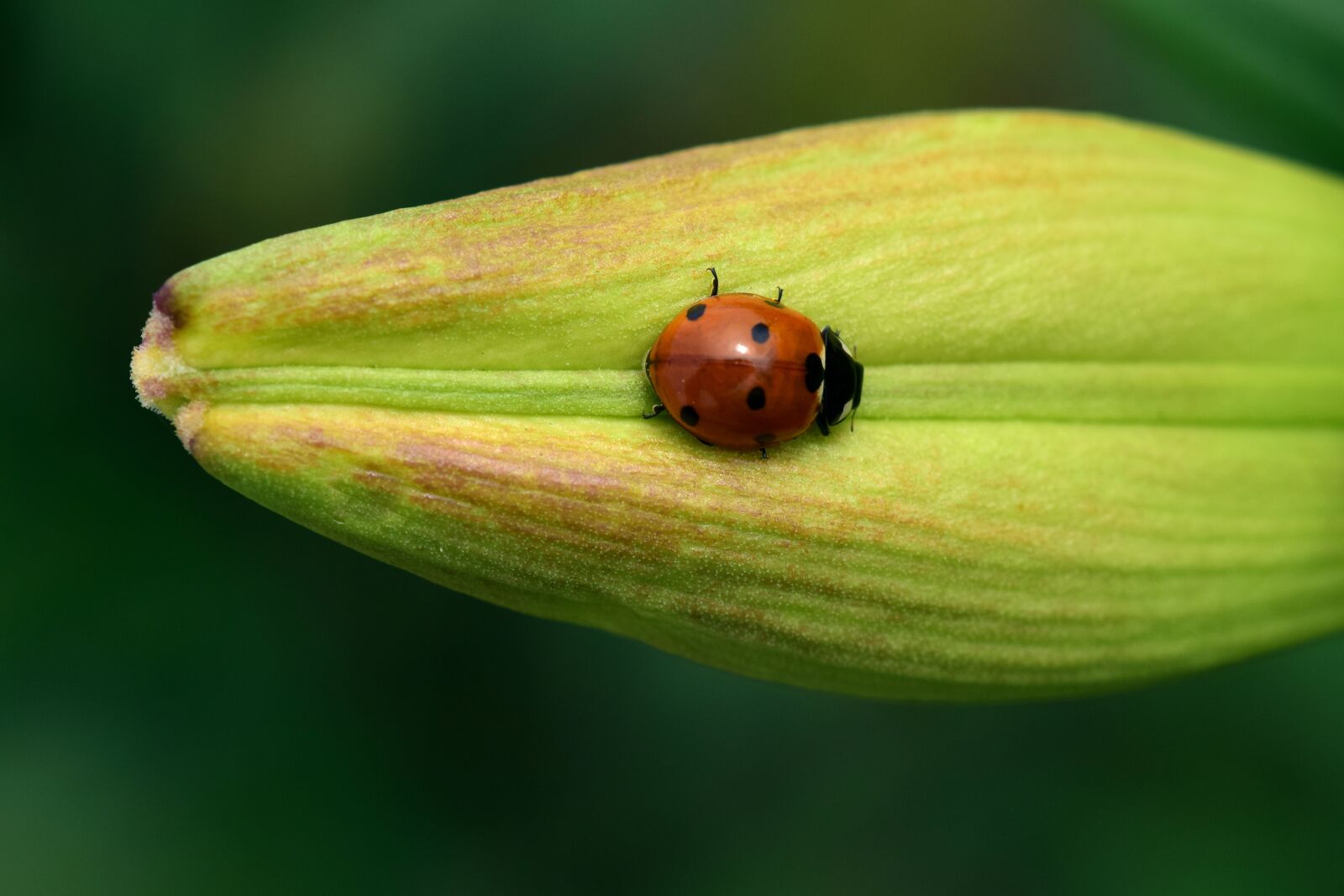 Nikon D3300 sample photo. Ladybug, bud, lily photography