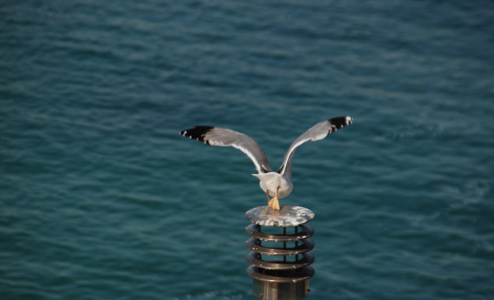 Nikon D80 sample photo. Seagull, flight, freedom photography