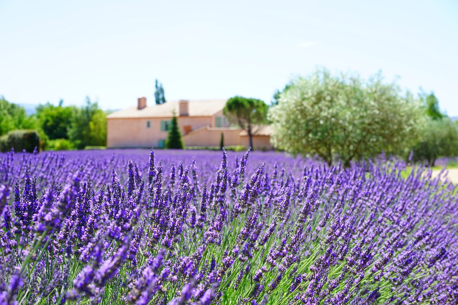 Sony a7 + Sony Sonnar T* FE 55mm F1.8 ZA sample photo. Lavender, estate, property photography
