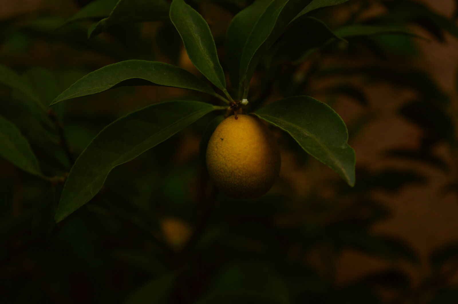 Nikon D3200 sample photo. Orange photography