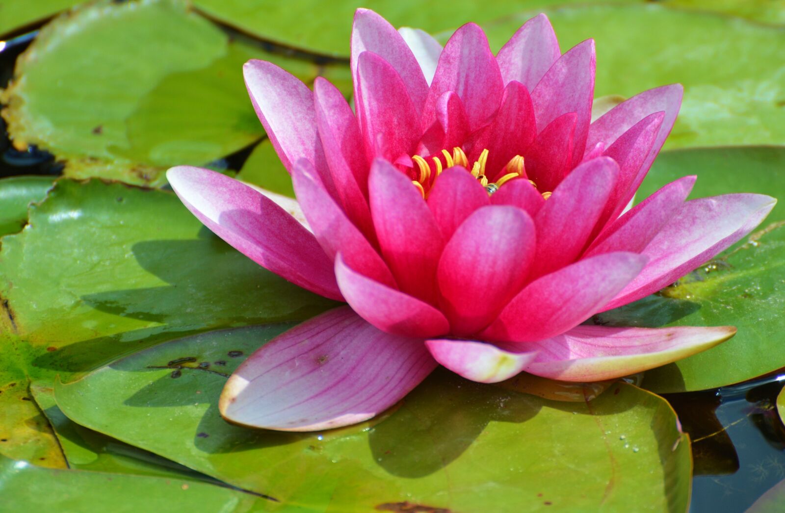 Nikon D3200 sample photo. Water lily, rose, flower photography