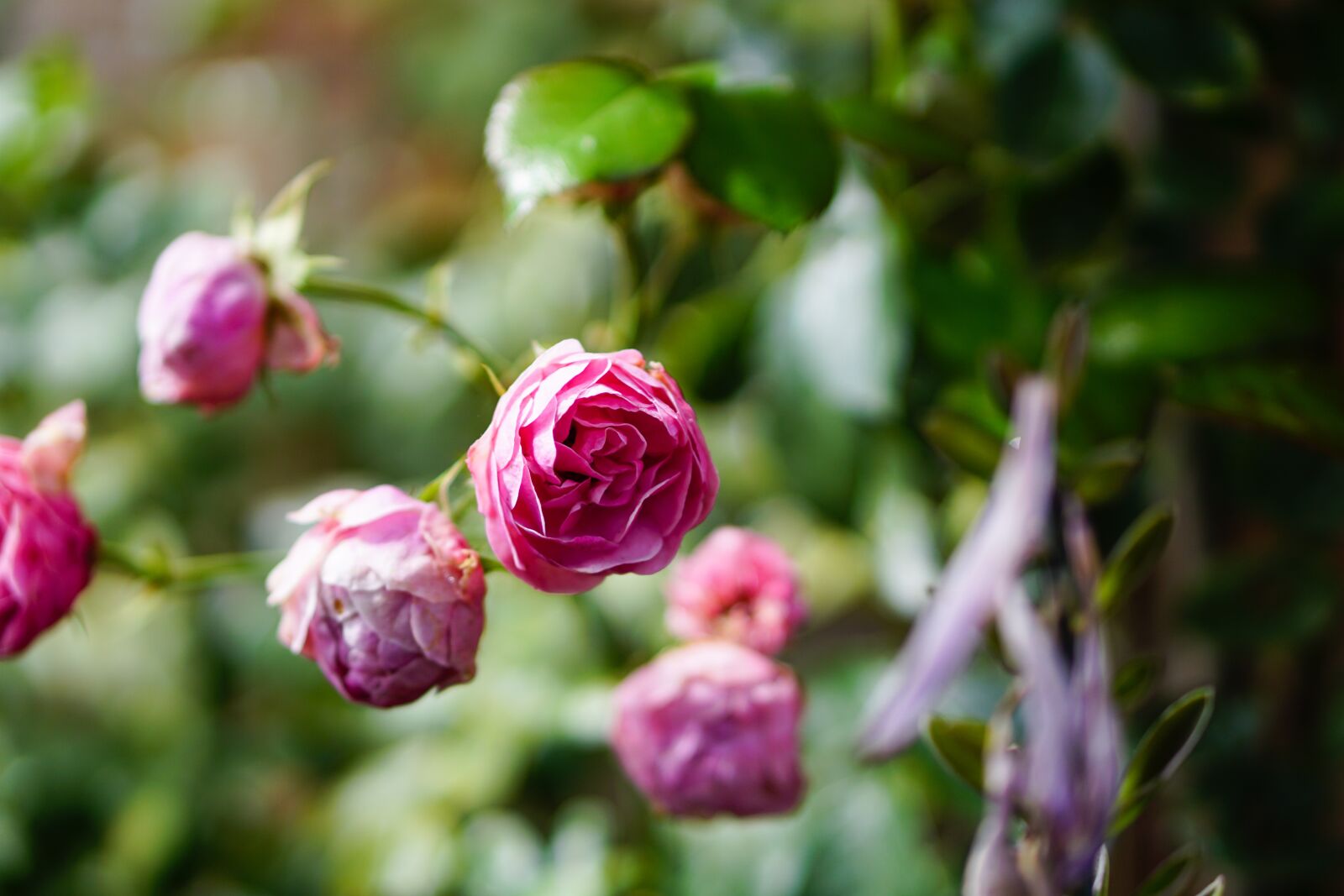 E 50mm F1.8 OSS sample photo. Pink, rose, flower photography