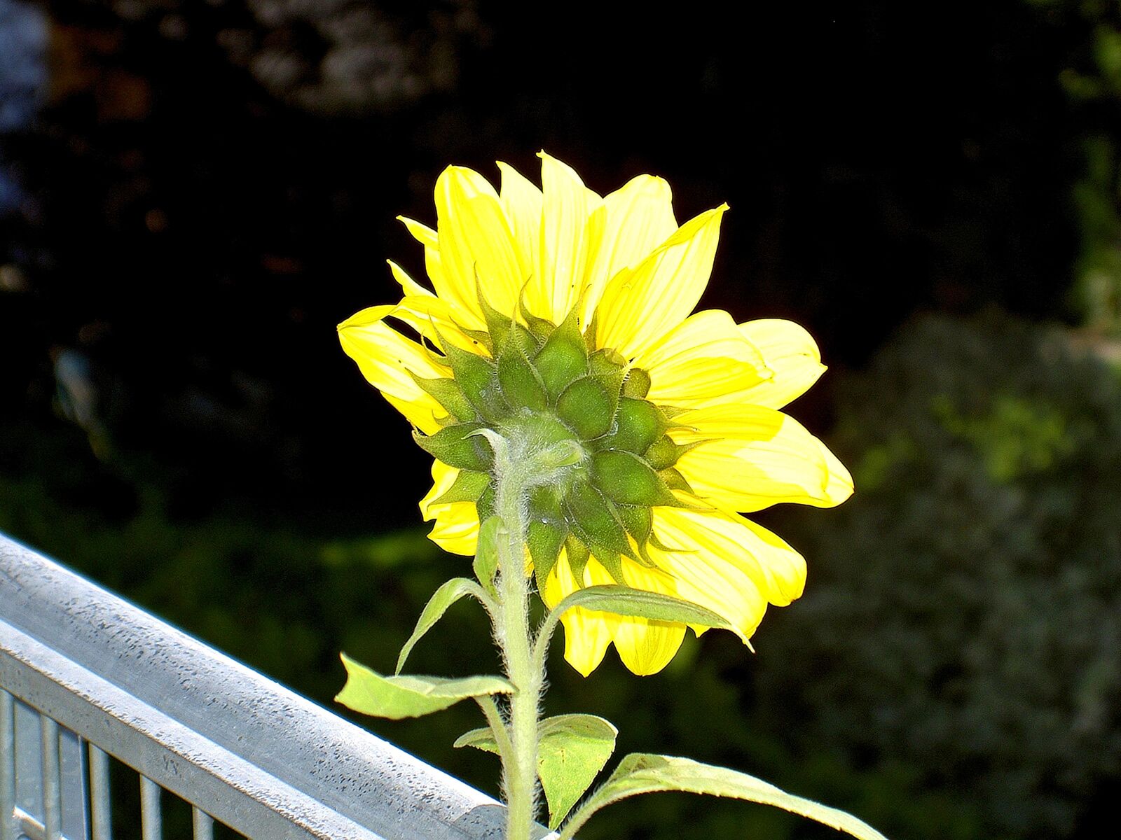 KONICA MINOLTA DiMAGE G600 sample photo. Sunflower, sun, summer photography