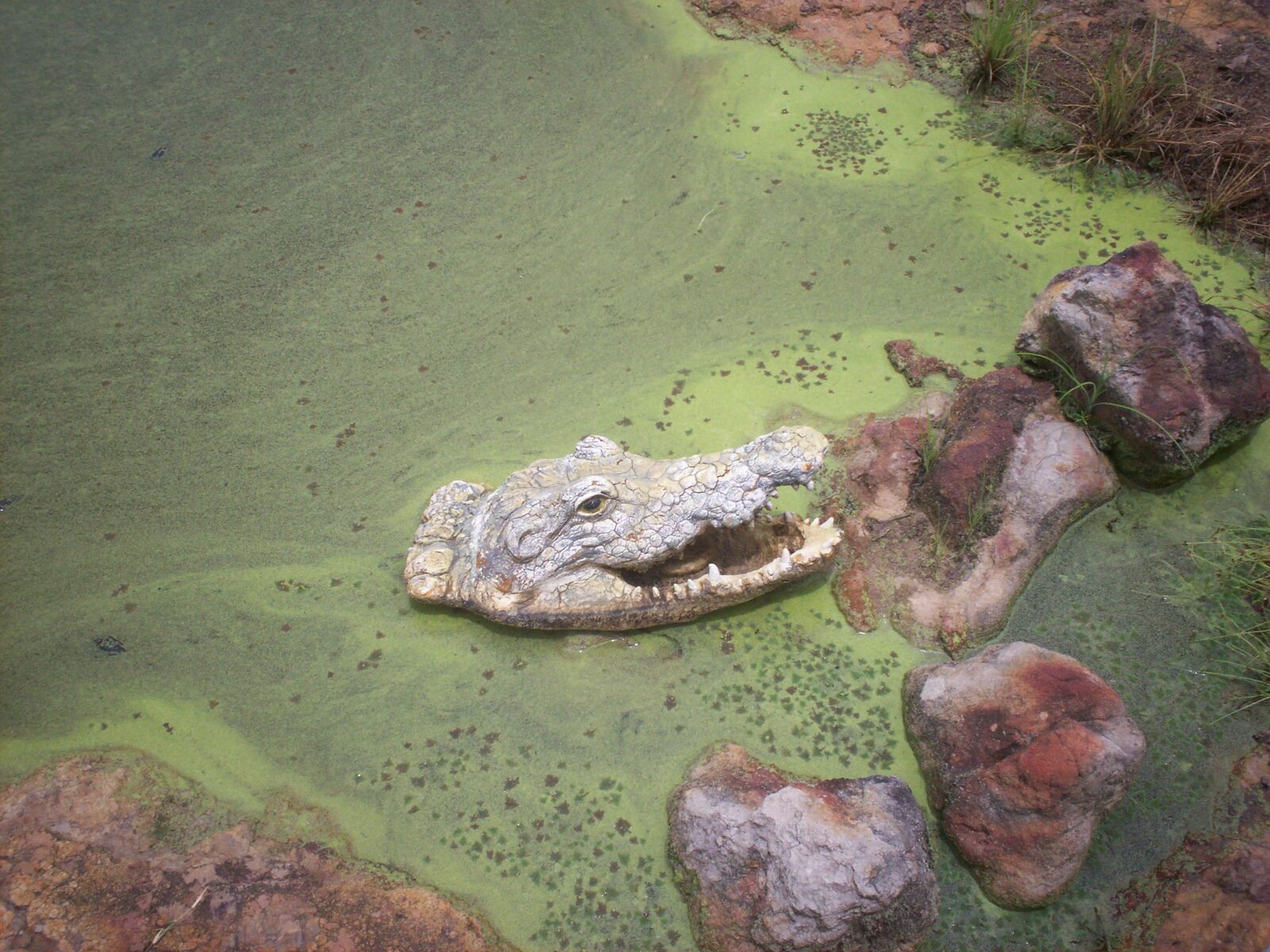 Kodak EASYSHARE C315 DIGITAL CAMERA sample photo. Gator, alligator, swamp photography