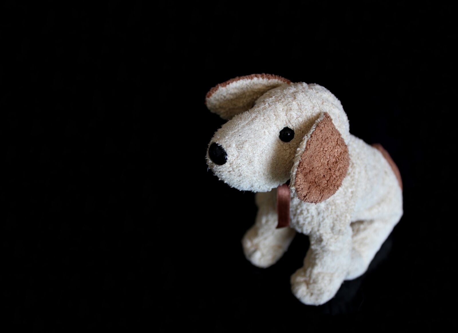 Canon EOS 1200D (EOS Rebel T5 / EOS Kiss X70 / EOS Hi) sample photo. Dog, funny, happy photography