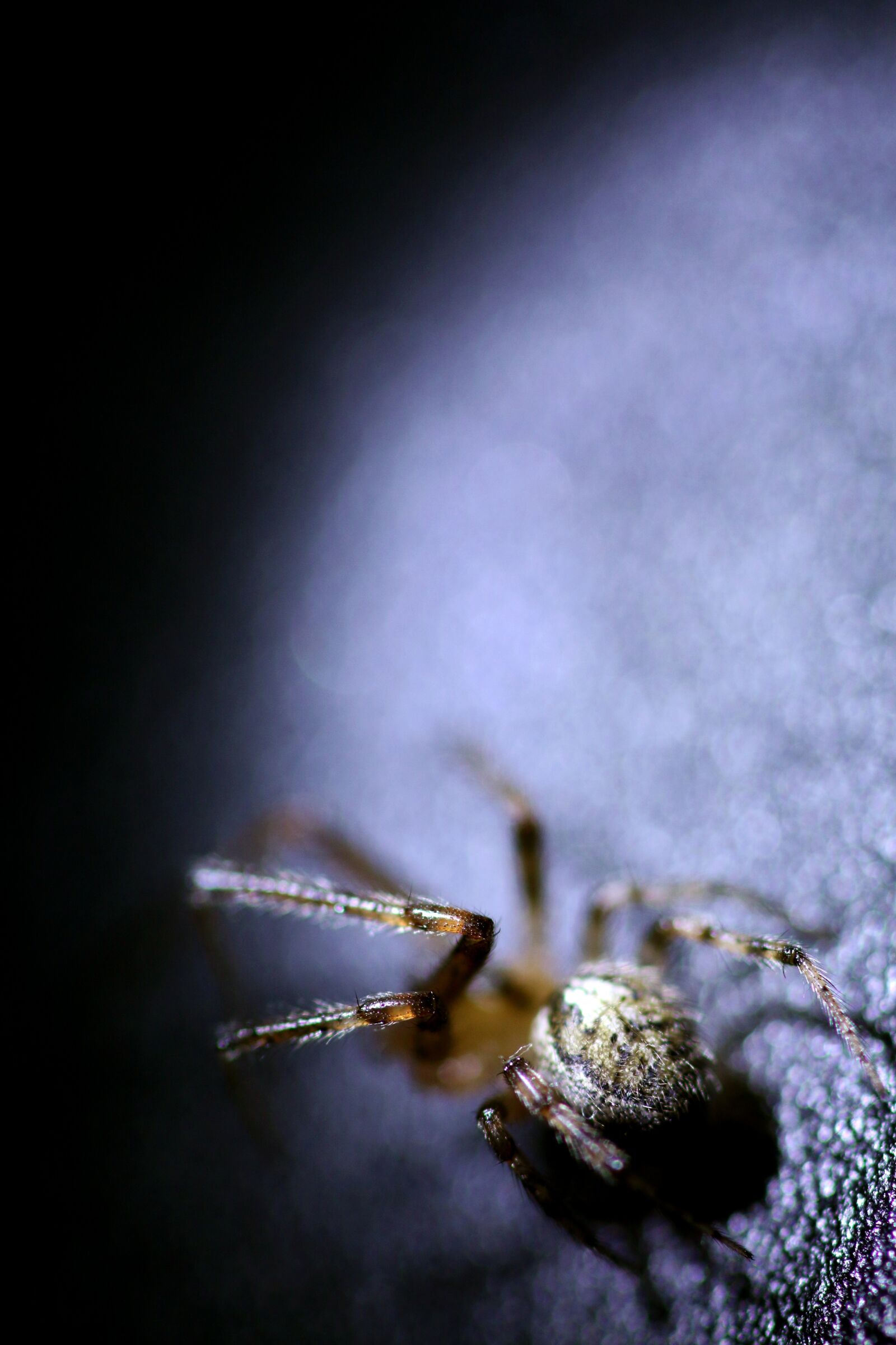 Canon EOS 70D sample photo. Spider, insect, macro photography