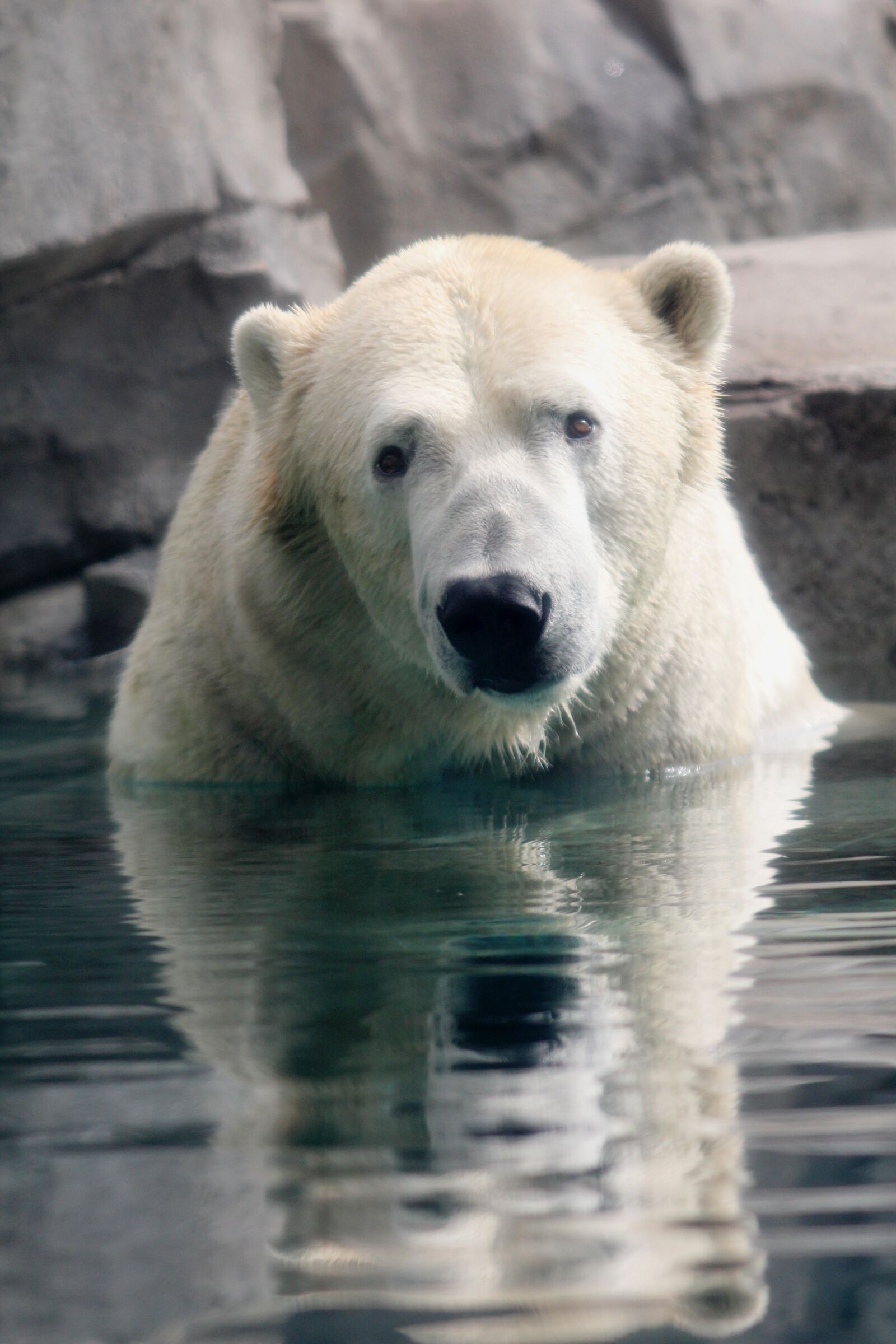 Canon EOS 60D sample photo. Polar bear, reflection, bear photography