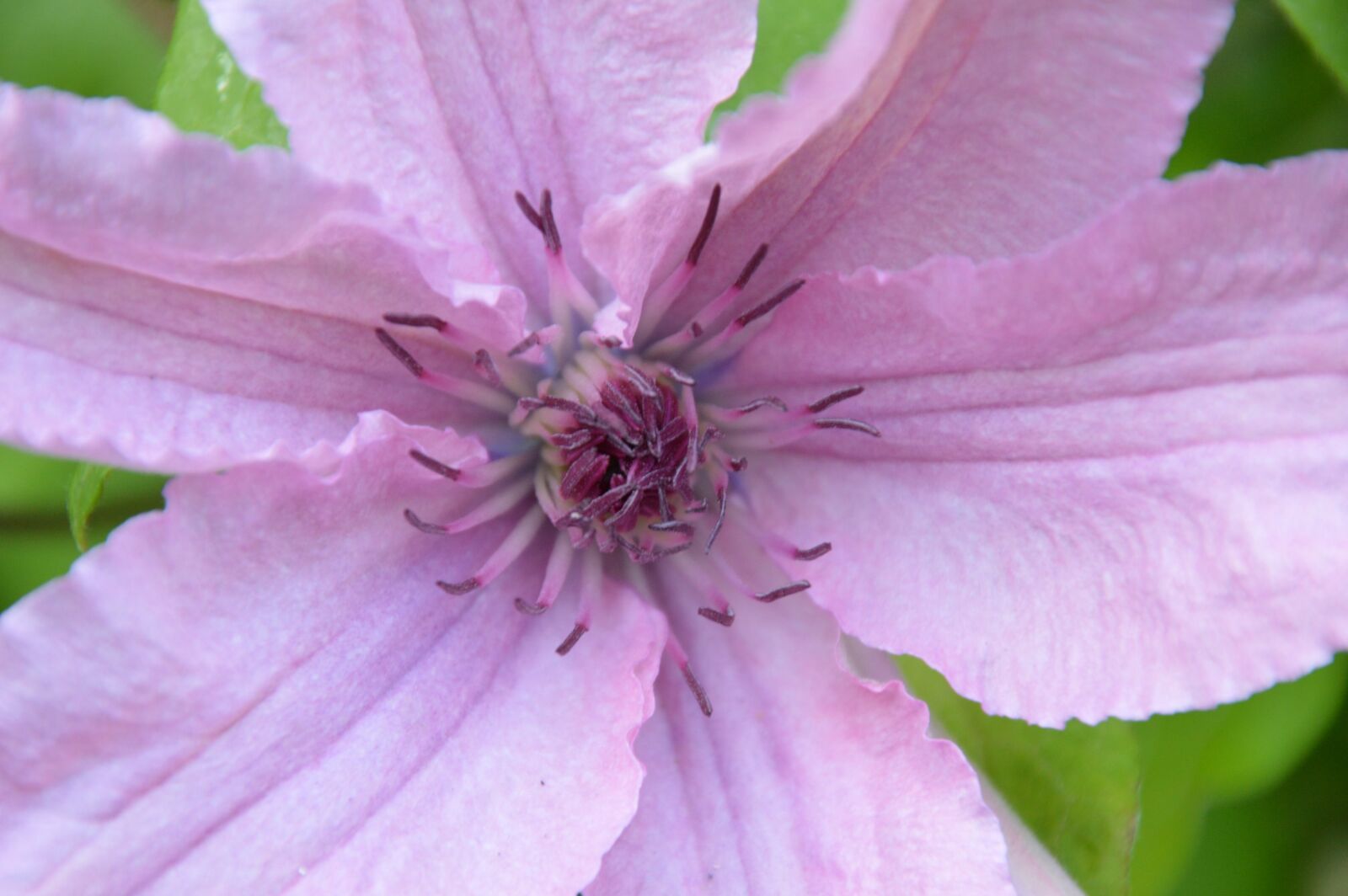 Nikon D3200 sample photo. Blossom, bloom, flower photography
