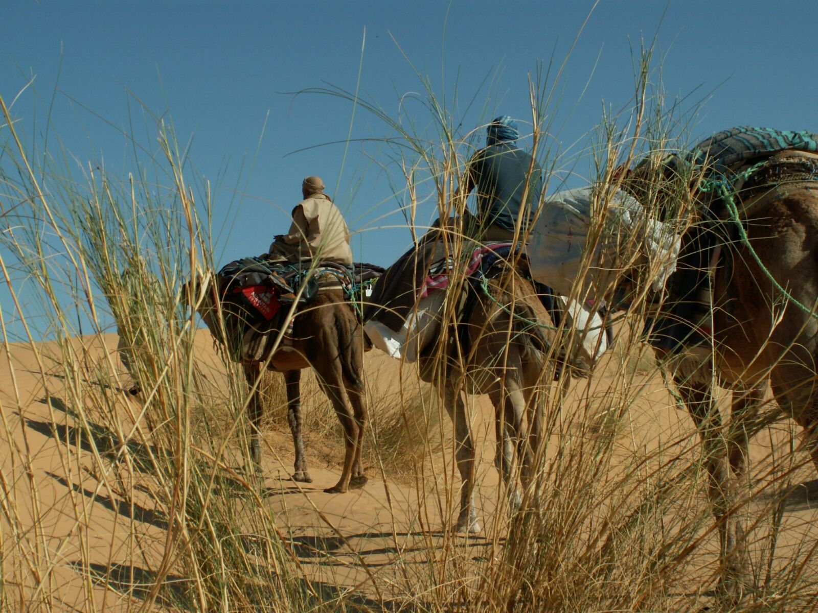 KONICA MINOLTA DiMAGE Z5 sample photo. Dromedary, desert, camel photography
