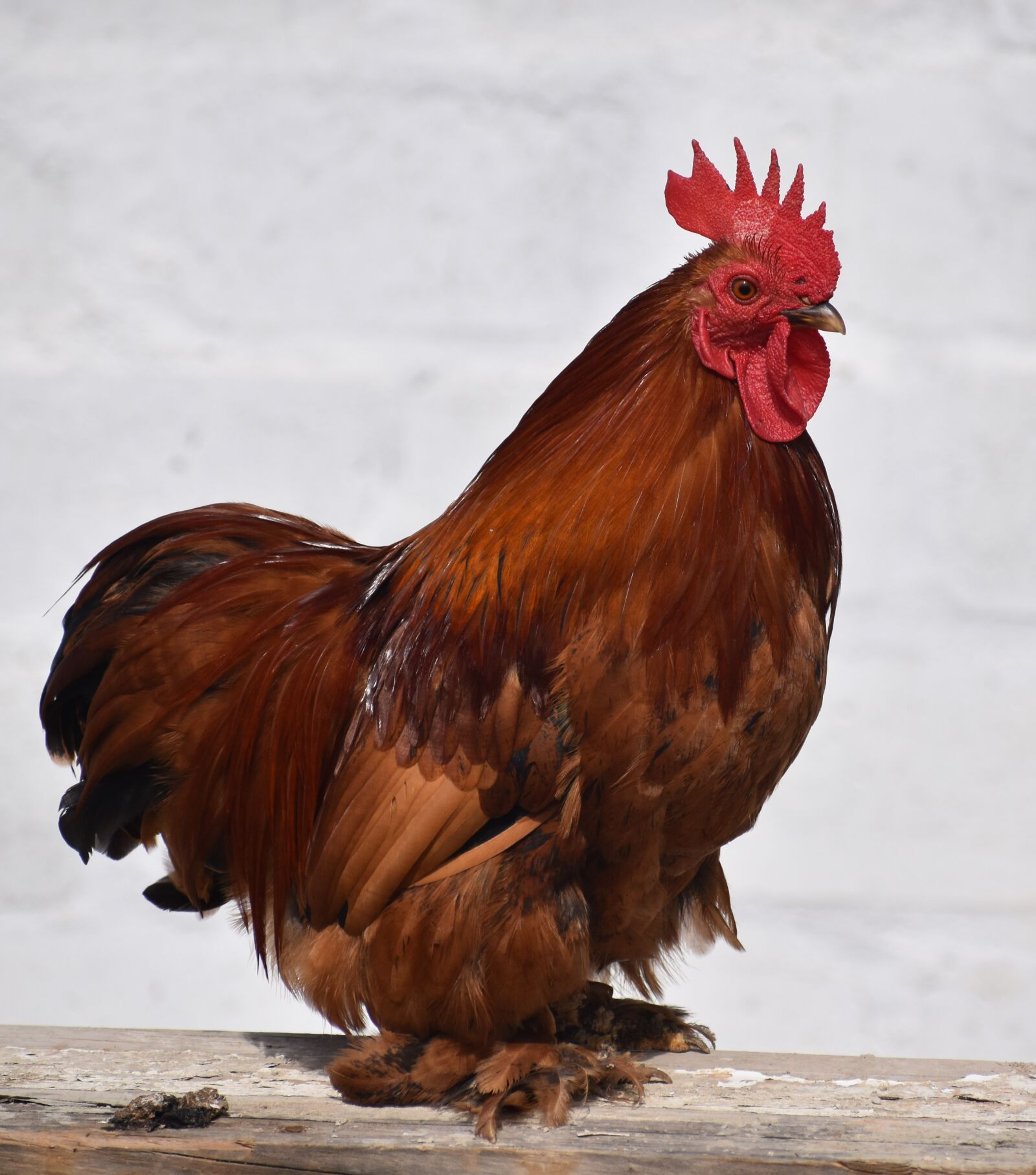 Nikon D5500 sample photo. Chicken, color, farm photography