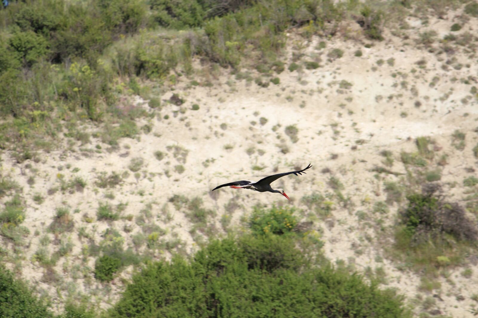 Canon EF-S 55-250mm F4-5.6 IS sample photo. Stork, bird, flight photography