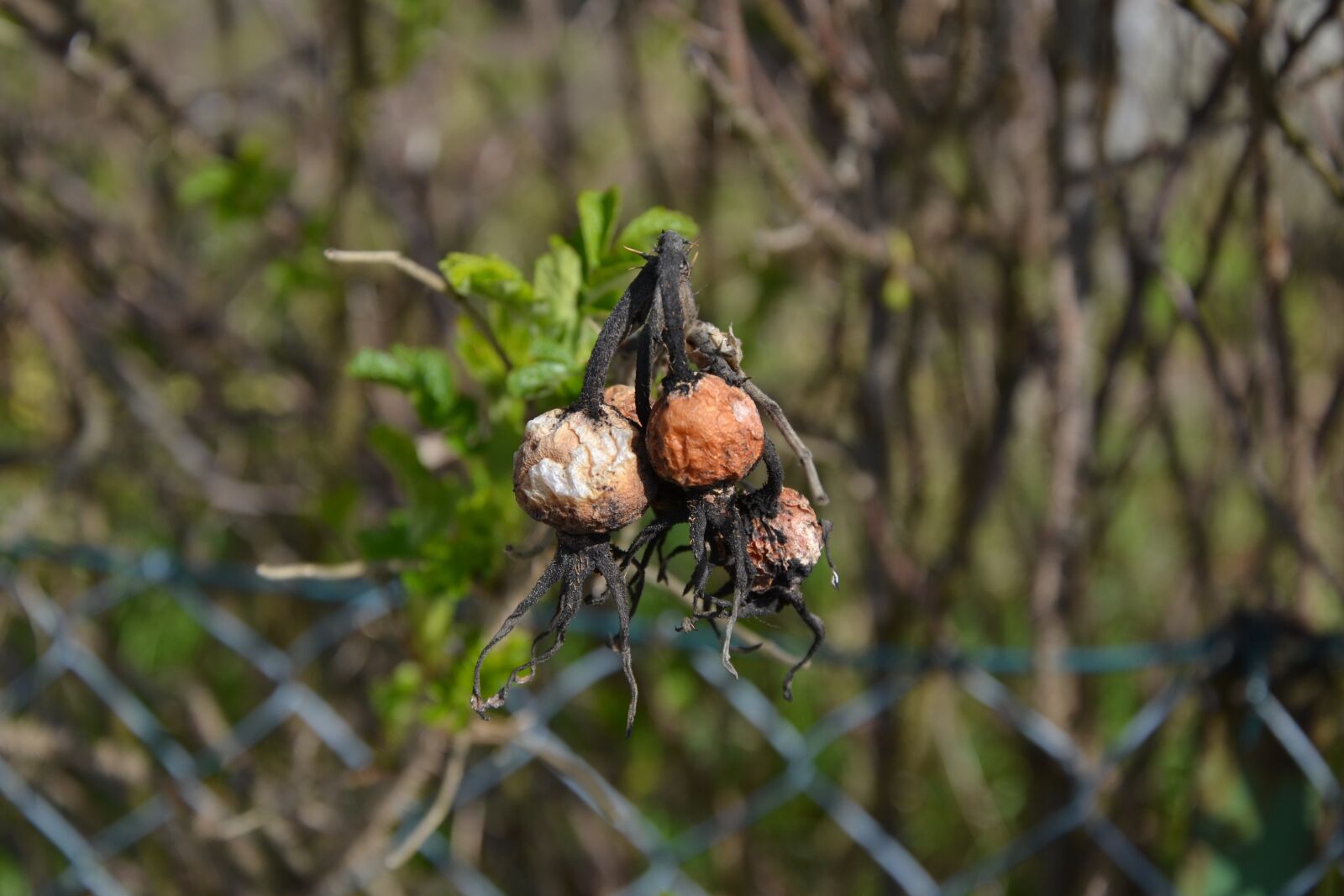 Nikon D3100 sample photo. Nature, tree, leaf photography