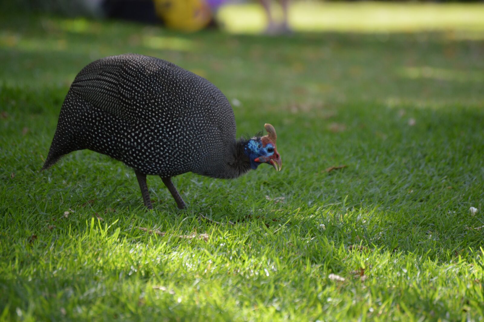 Nikon D3200 sample photo. Guinea-fowl, kirstenbosch, cape-town photography