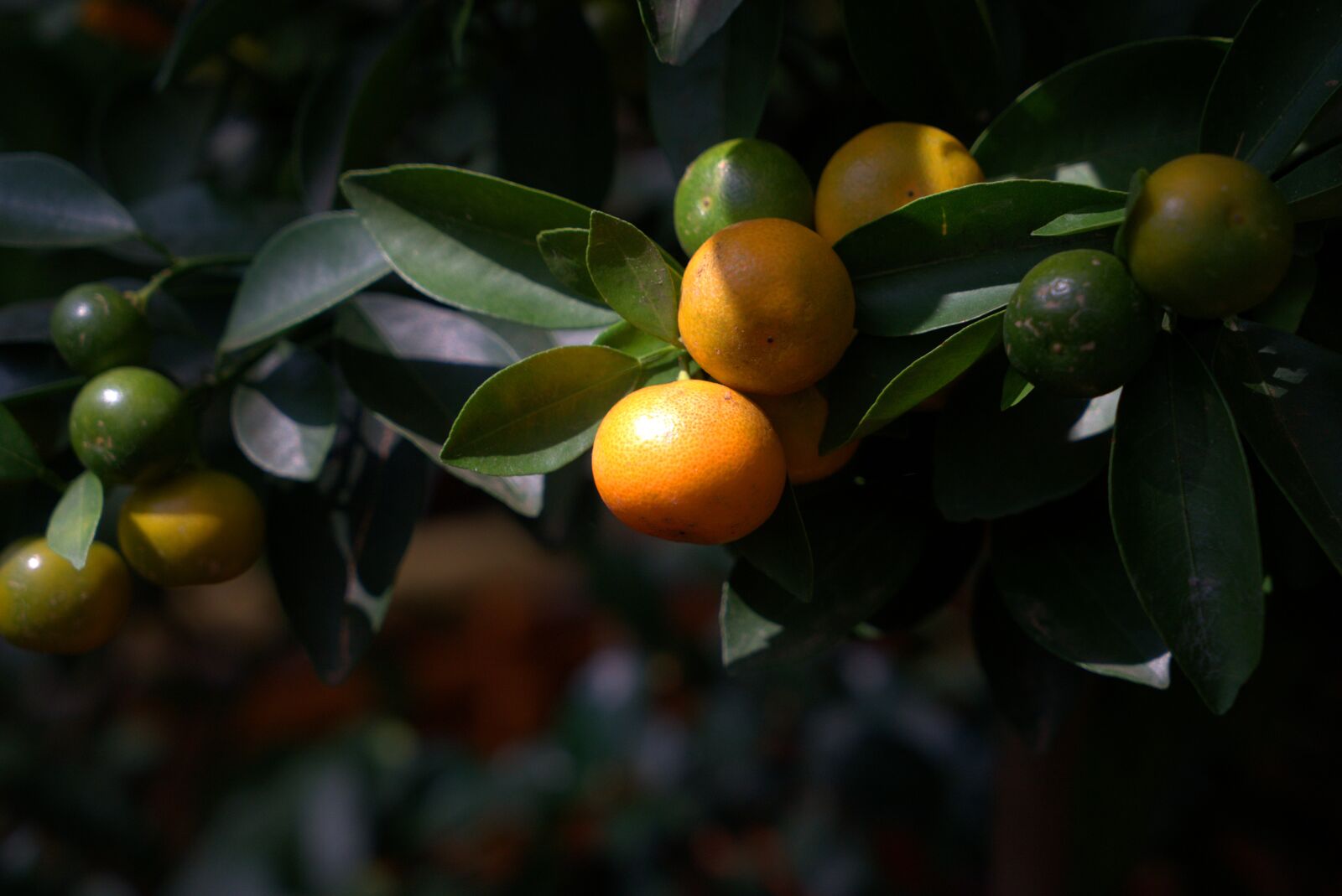 Sony a7 II + Sony Vario Tessar T* FE 24-70mm F4 ZA OSS sample photo. Citrus fruit, tangerines, fruit photography