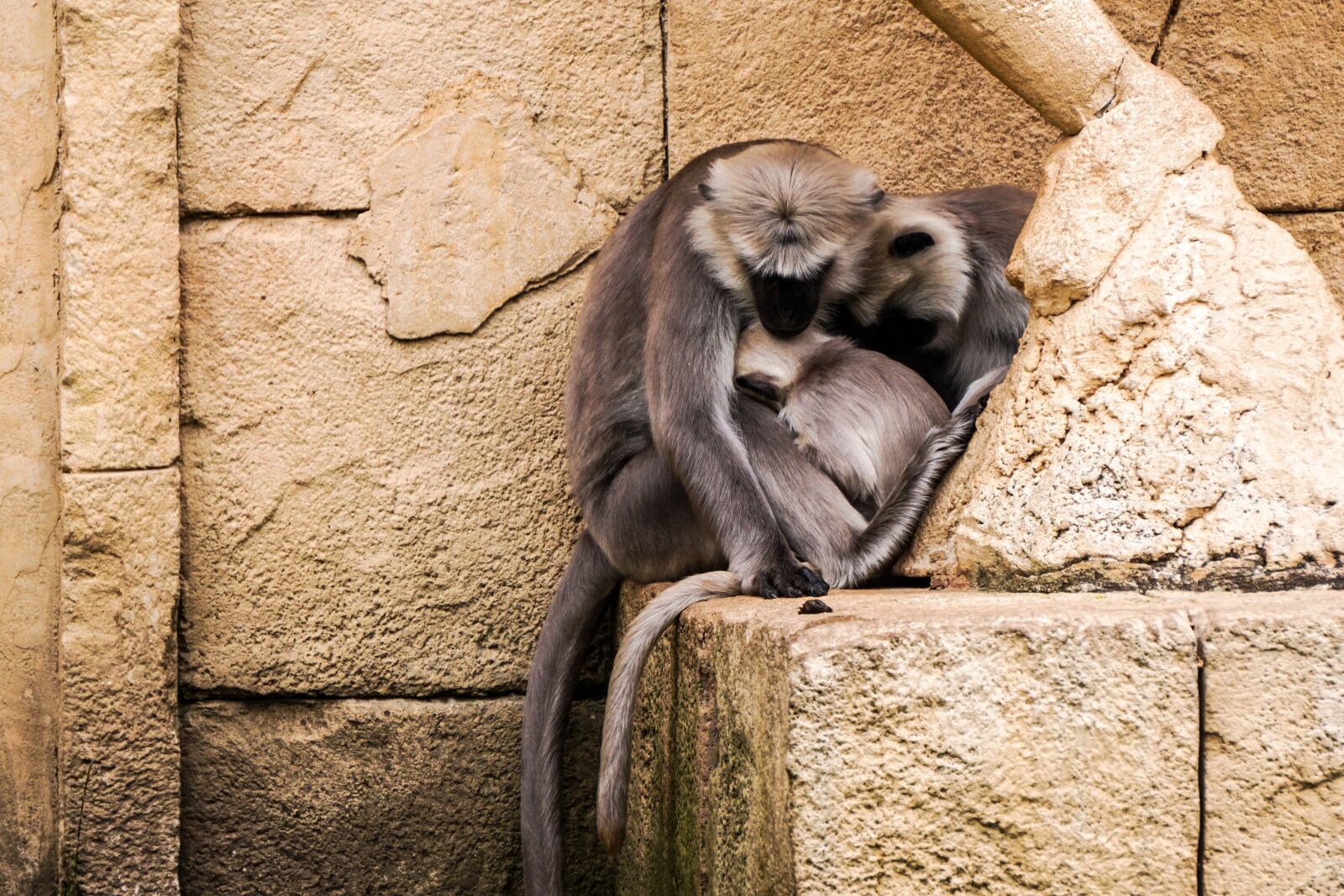 Sony E 55-210mm F4.5-6.3 OSS sample photo. Monkey, zoo, cute photography