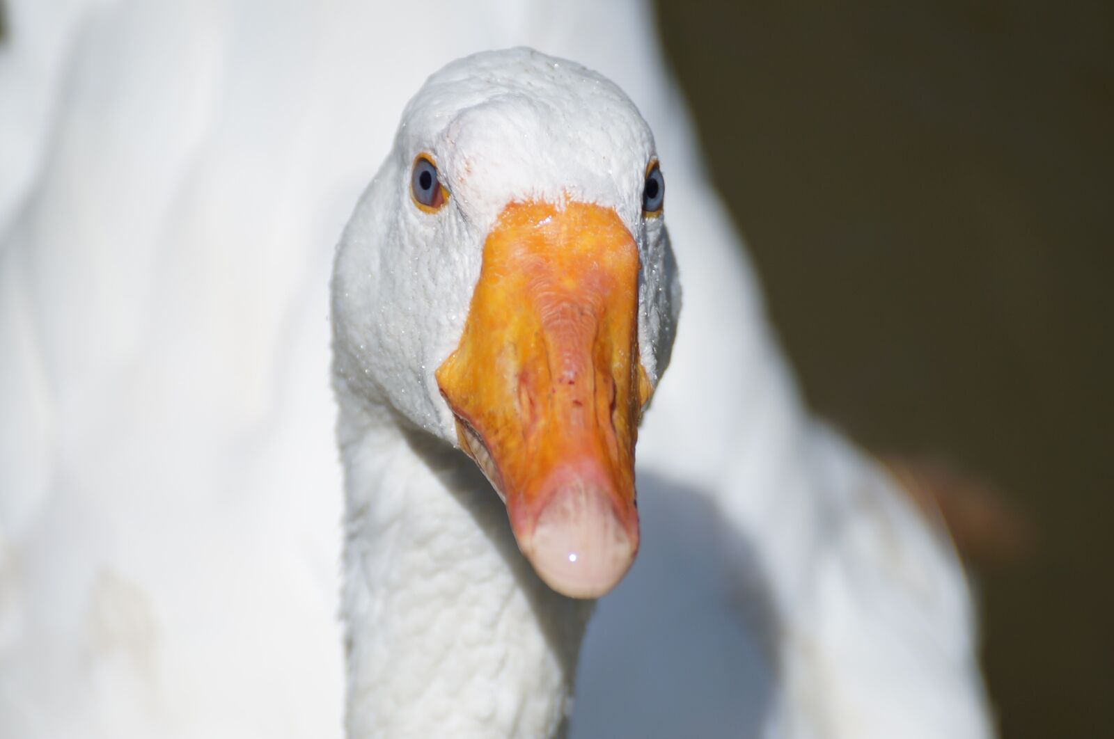 Sony SLT-A37 + Sony DT 55-300mm F4.5-5.6 SAM sample photo. Goose, duck, animal photography