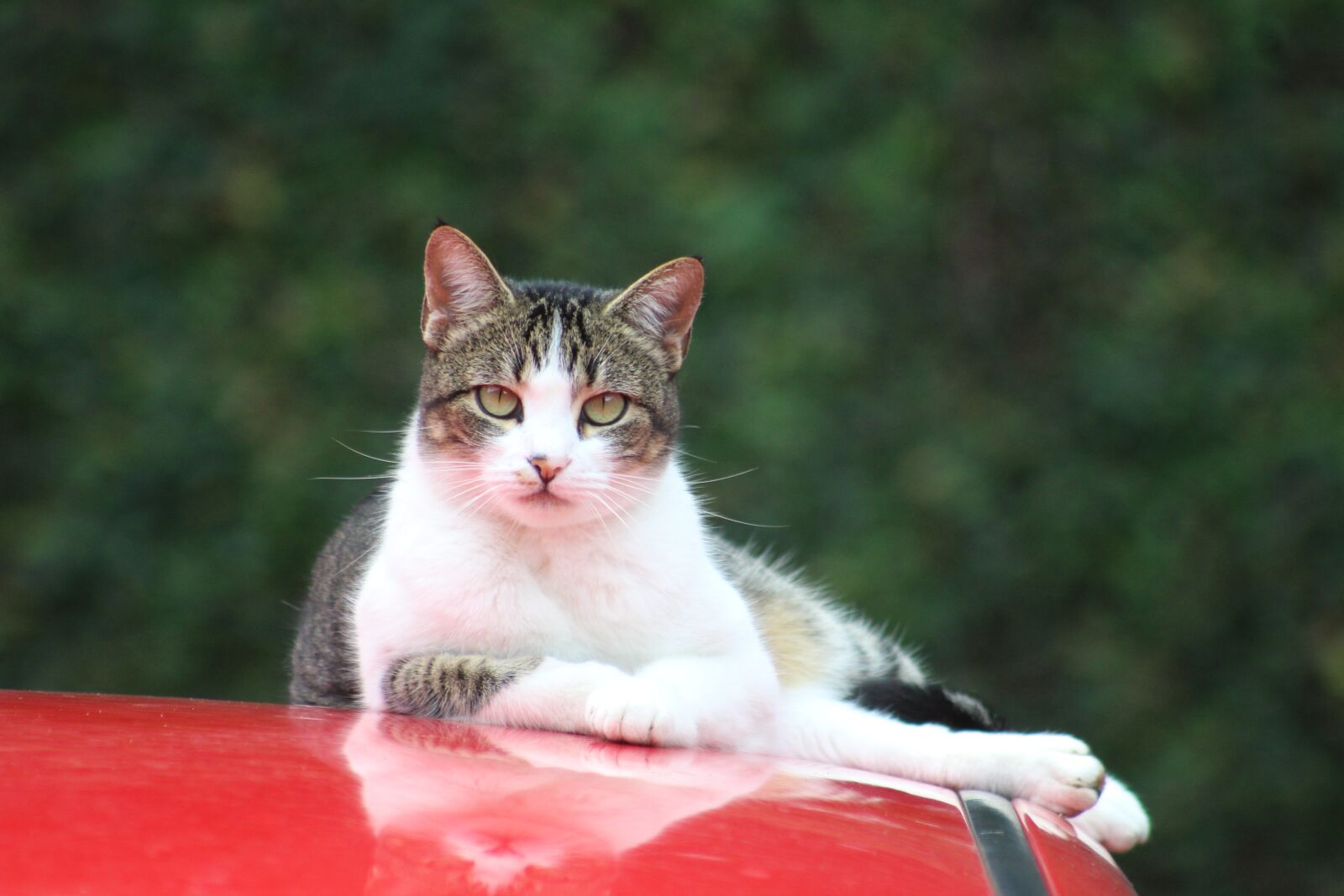Canon EOS 1200D (EOS Rebel T5 / EOS Kiss X70 / EOS Hi) sample photo. Bugs, cats, feline photography