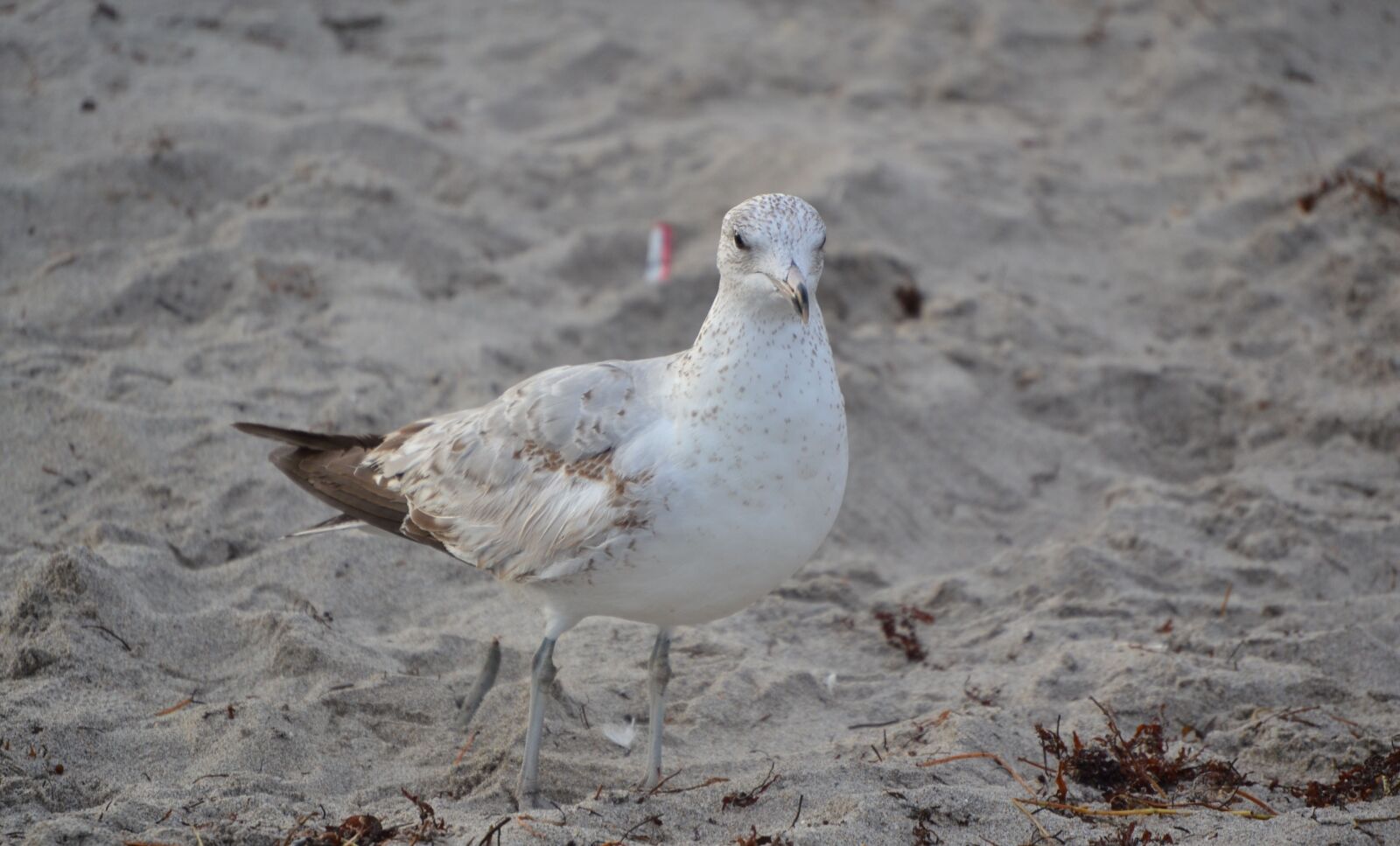 Nikon D3100 sample photo. Bird, sand, beach photography