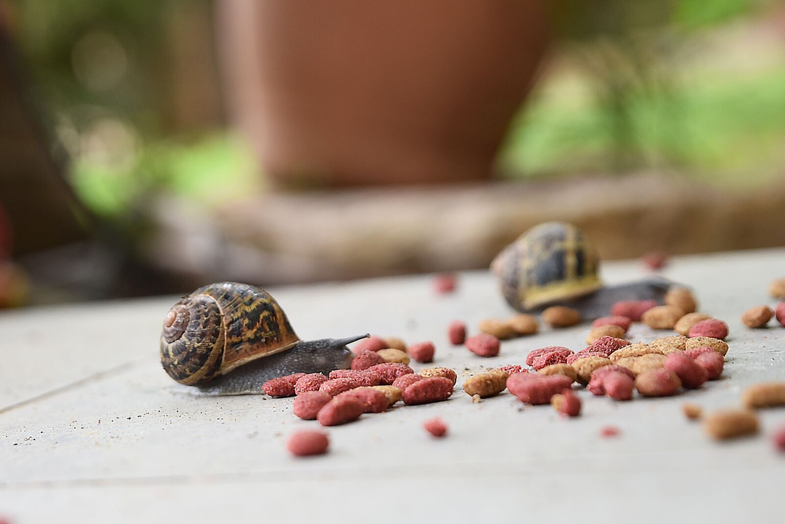 Nikon D750 sample photo. Nature, little, animal photography