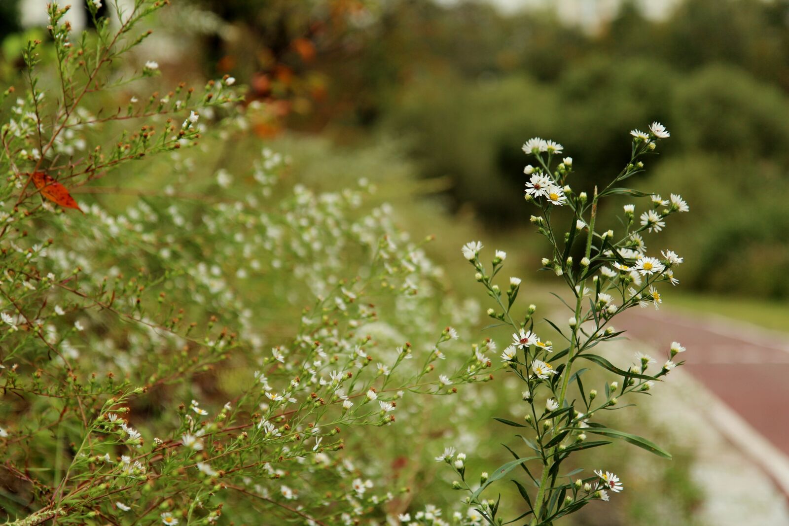 Canon EOS 600D (Rebel EOS T3i / EOS Kiss X5) sample photo. Pulkkot, trails, late summer photography