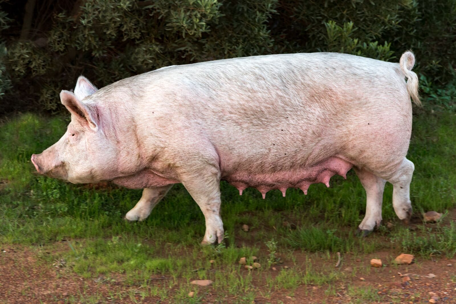 Canon EOS 70D sample photo. Pig, sow, pork photography