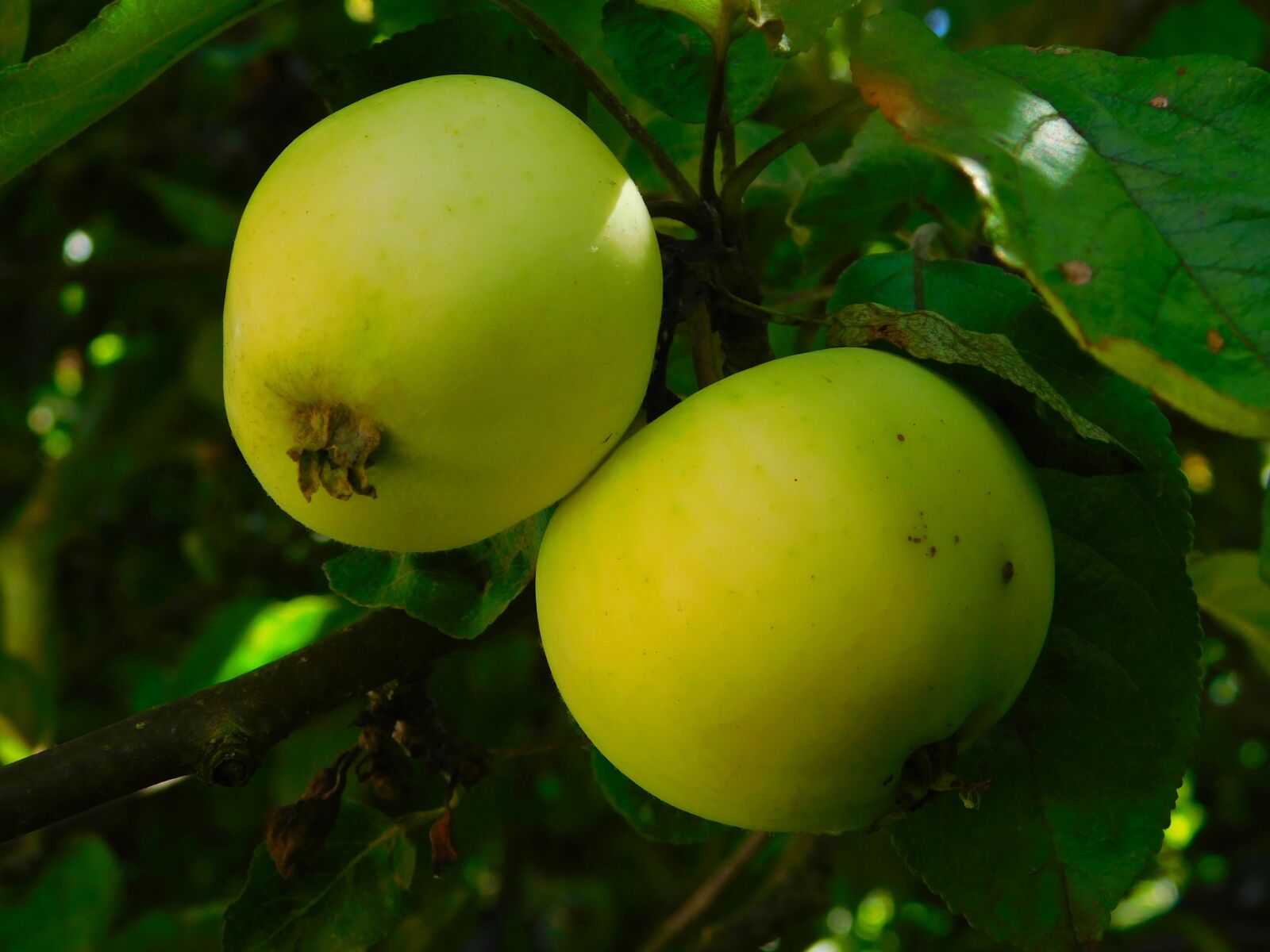 Nikon Coolpix L840 sample photo. Apple, apples on tree photography