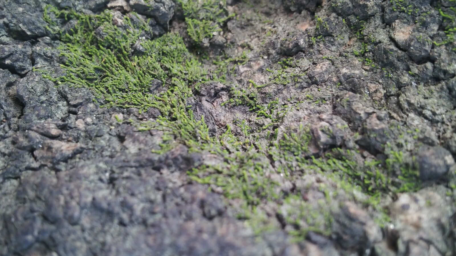 BlackBerry Z10 sample photo. Wood, bark, mountain photography
