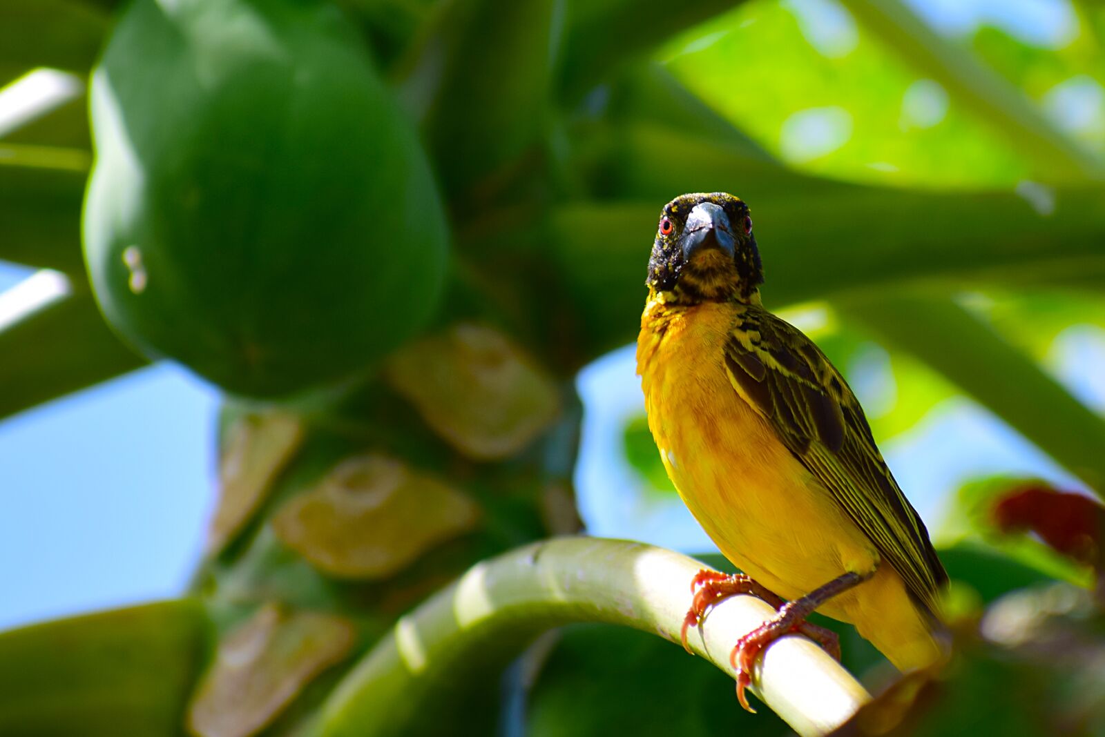 Nikon D5300 sample photo. Birds, pen, nature photography