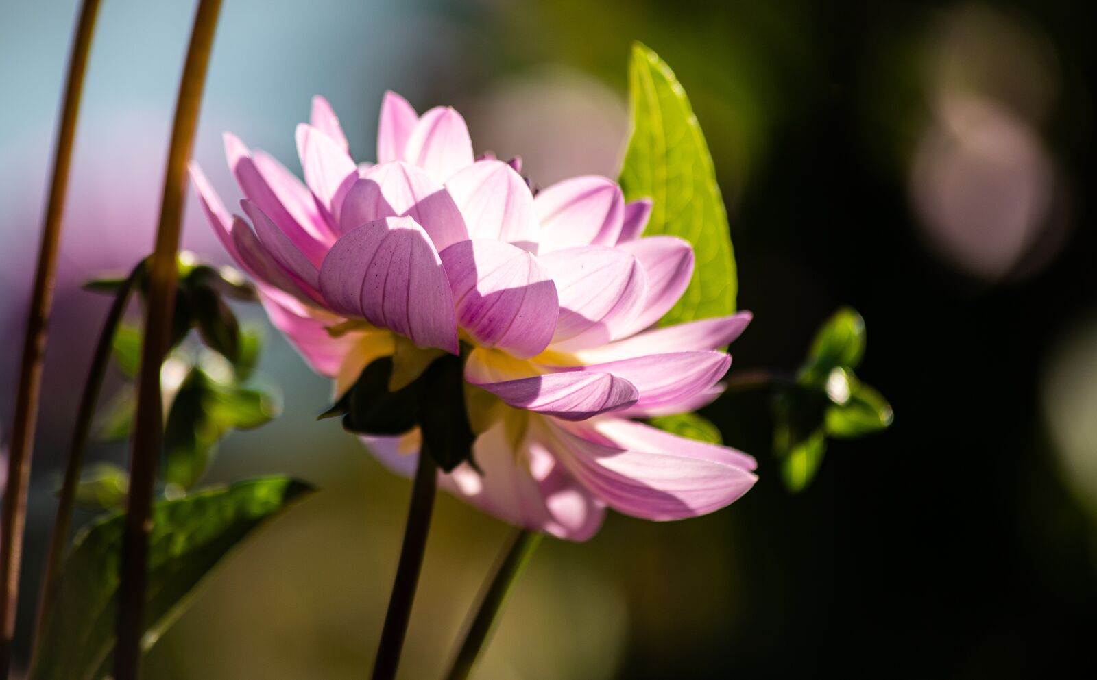 Canon EF 70-300mm F4-5.6 IS USM sample photo. Dahlia, flower, plant photography