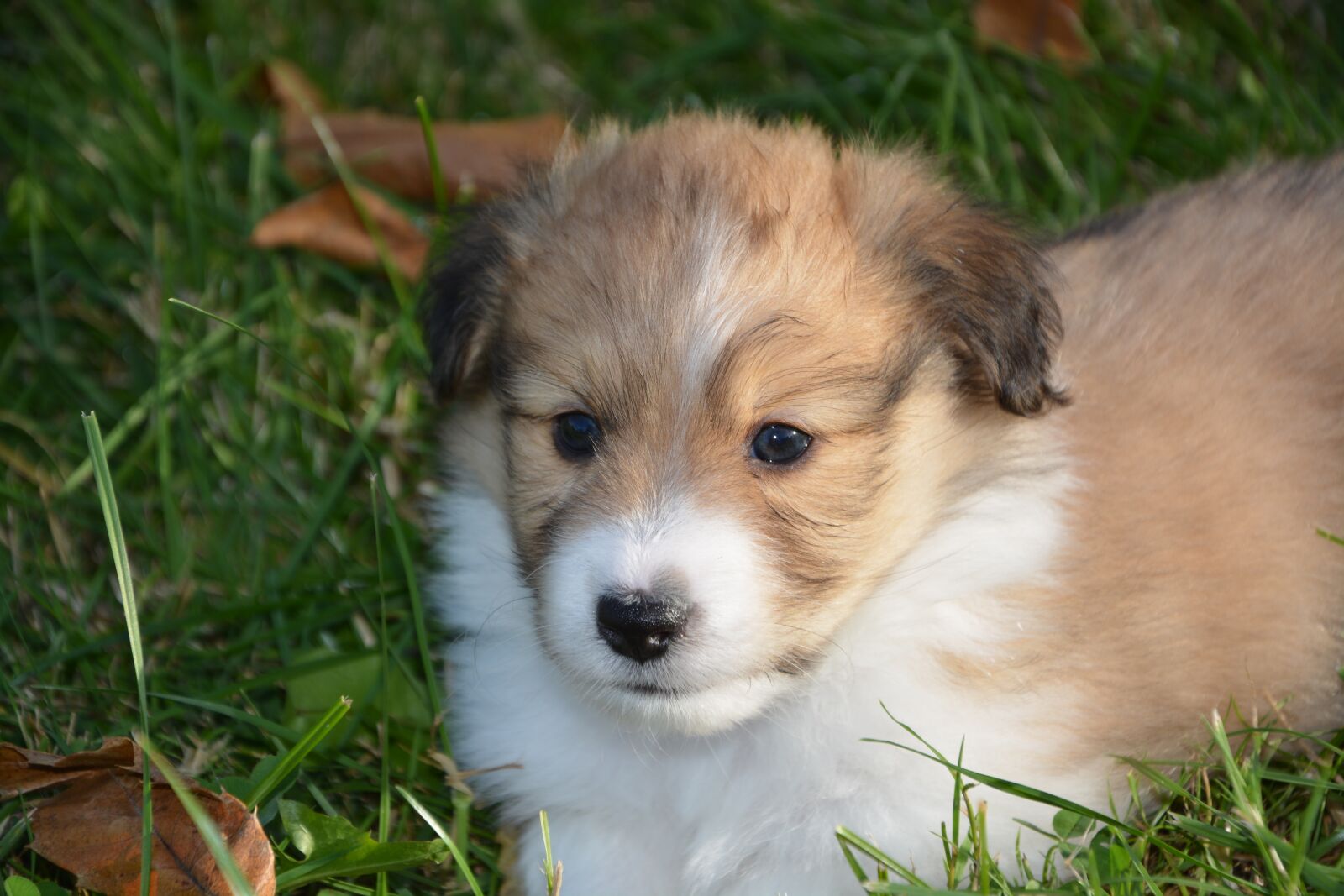 Nikon D5200 sample photo. Puppy, pup, puppies colour photography