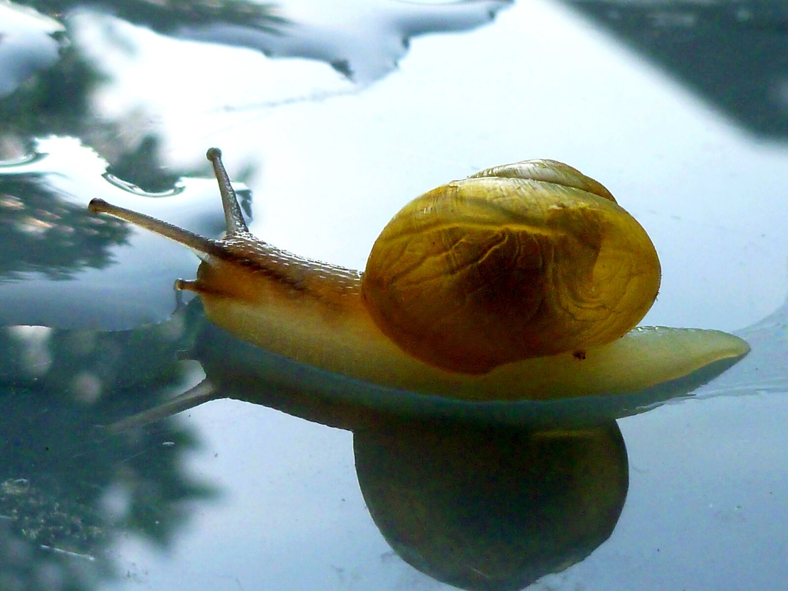Panasonic DMC-FS37 sample photo. Snail, shell, mollusk photography
