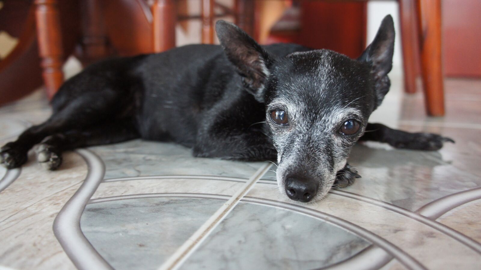 Sony Alpha NEX-C3 + Sony E 18-55mm F3.5-5.6 OSS sample photo. Dog, animals, dog resting photography