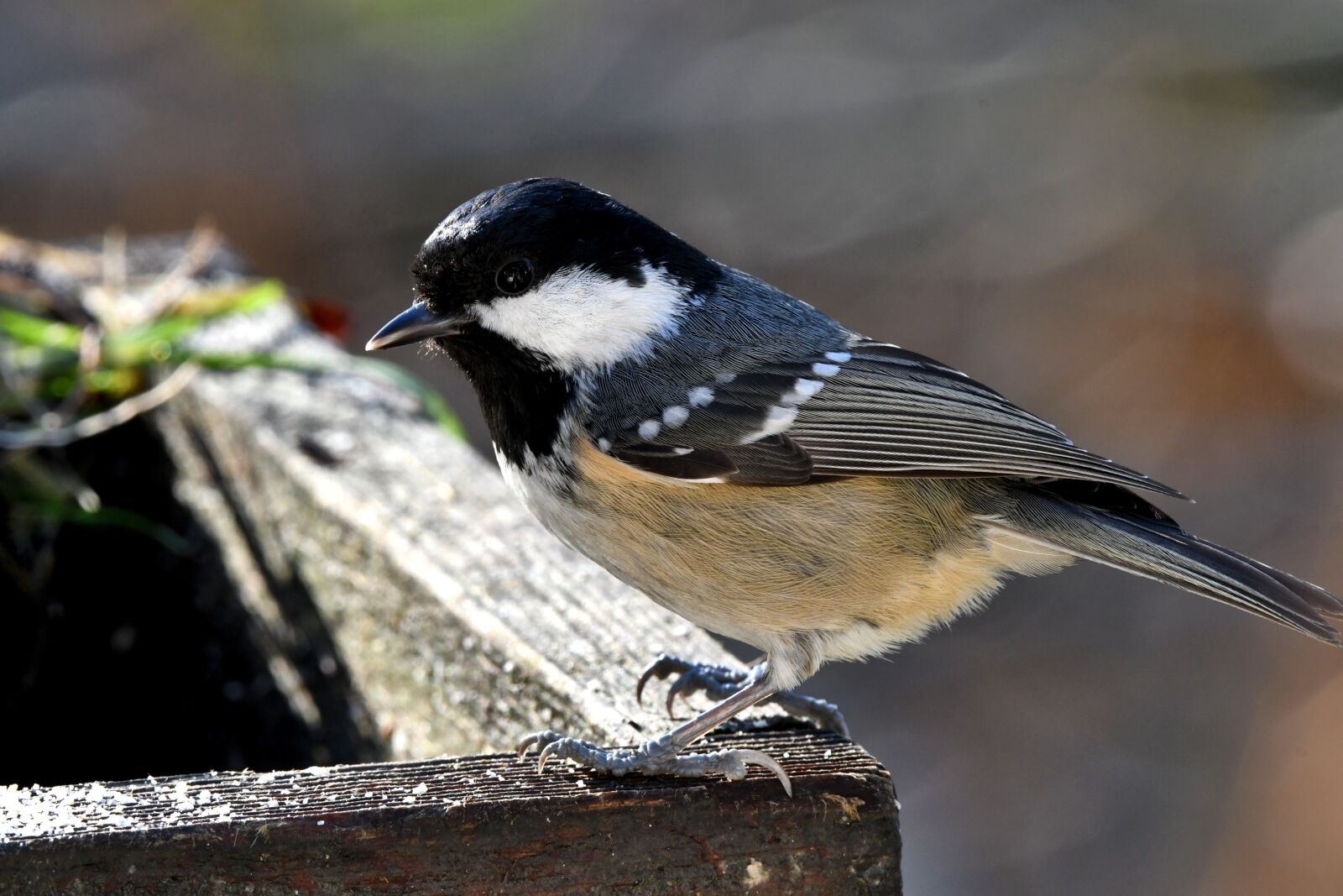 Nikon D7500 sample photo. Coal tit, bird, the photography