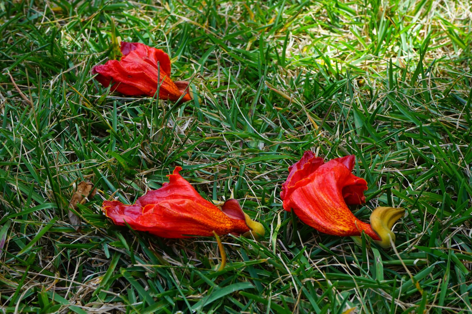 Sony a7 + Sony FE 28-70mm F3.5-5.6 OSS sample photo. Flowers, red, african tulpenbaum photography