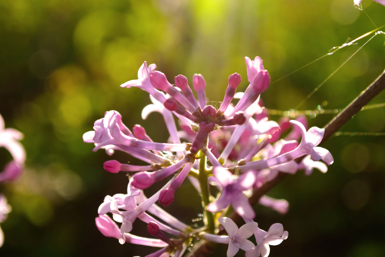 Nikon D5300 sample photo