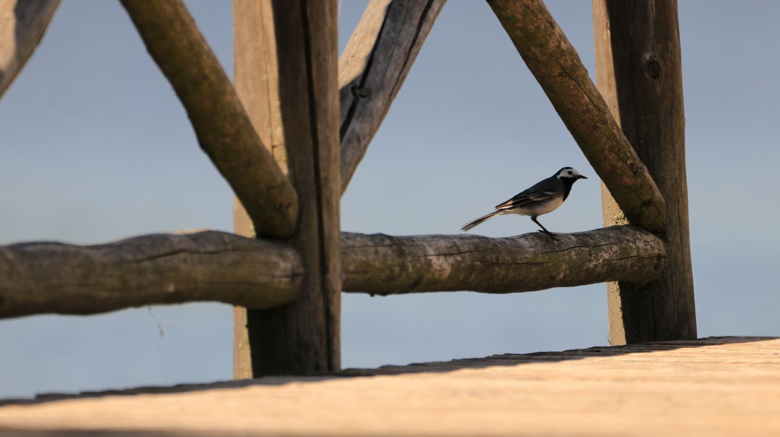 150-600mm F5-6.3 DG OS HSM | Contemporary 015 sample photo. Web, bird, white wagtail photography