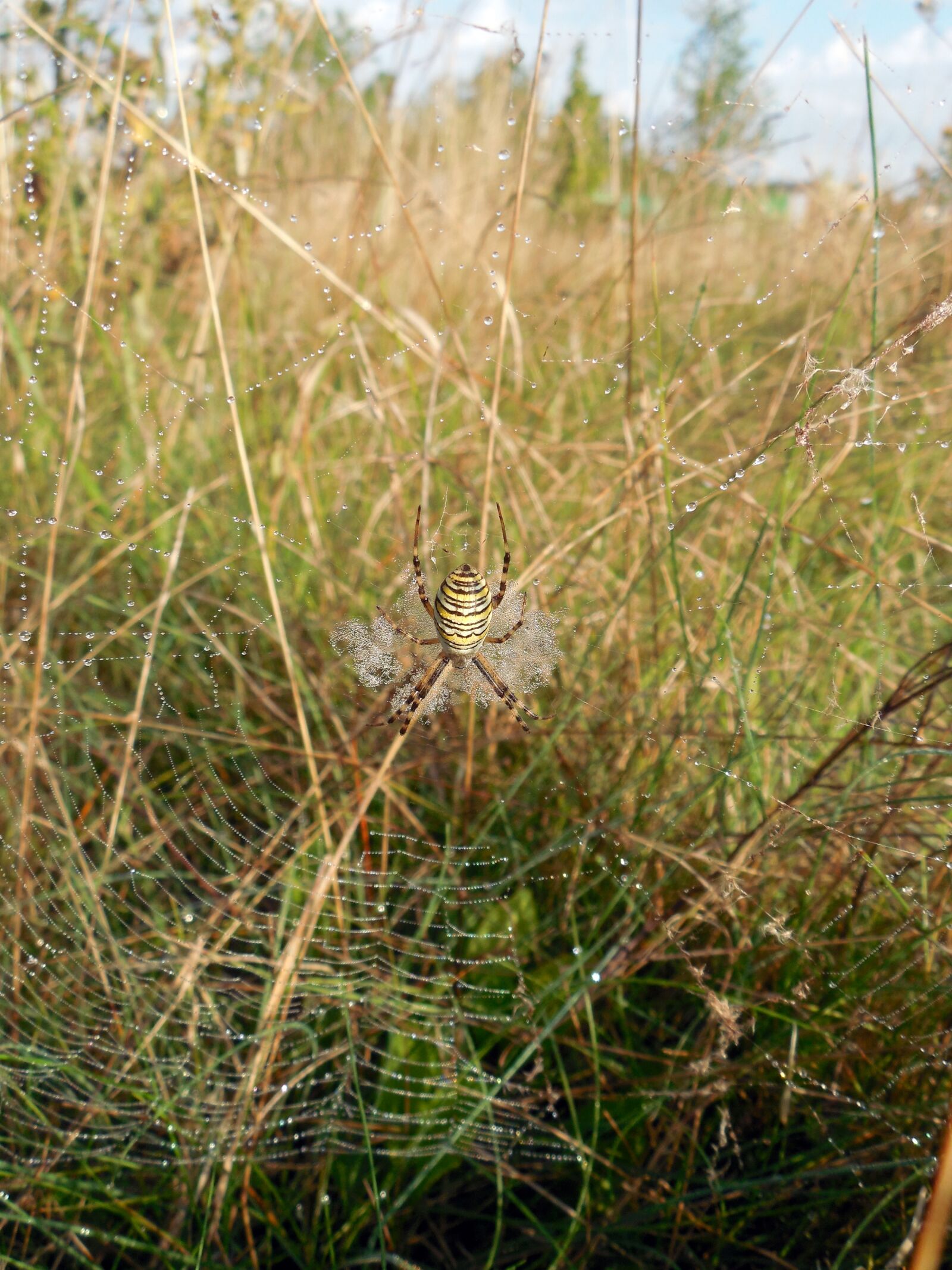 Nikon COOLPIX L620 sample photo. Spider, cobweb, insect photography
